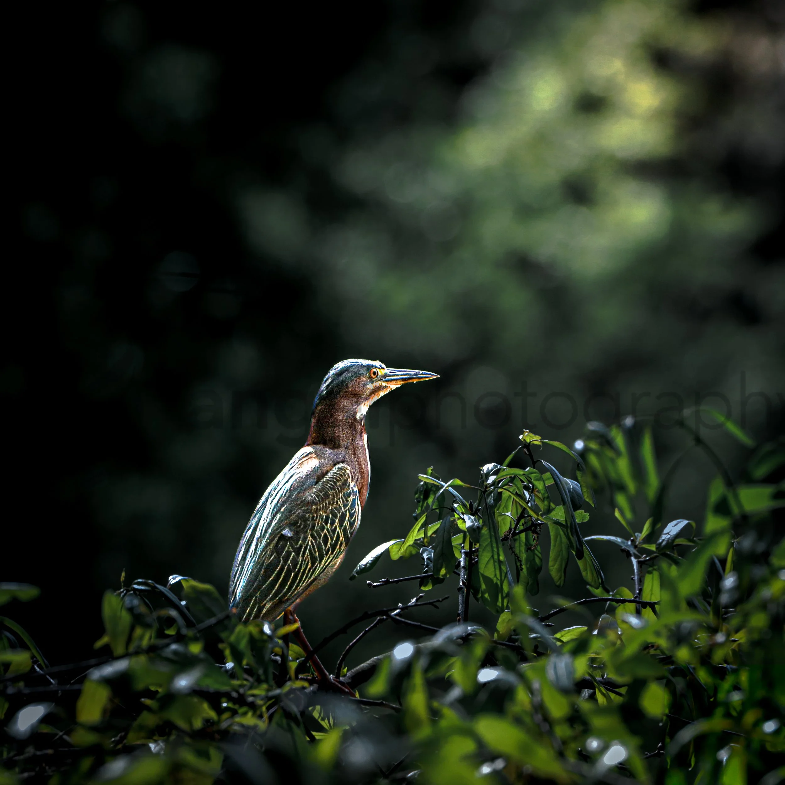 "Emerald Silence: Green Heron in the Shadows" (DIGITAL COPY)