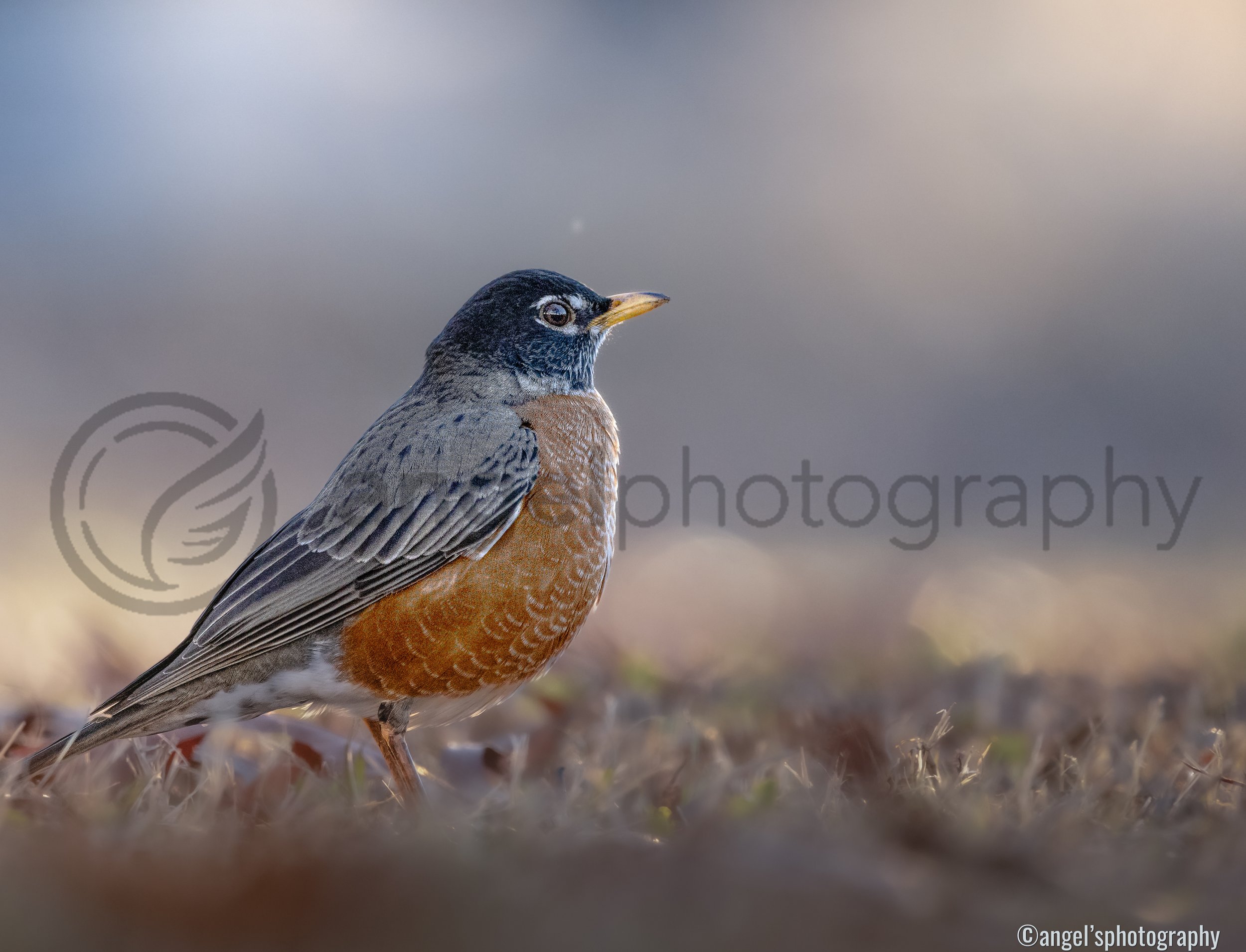 The Morning Sentinel (DIGITAL COPY)