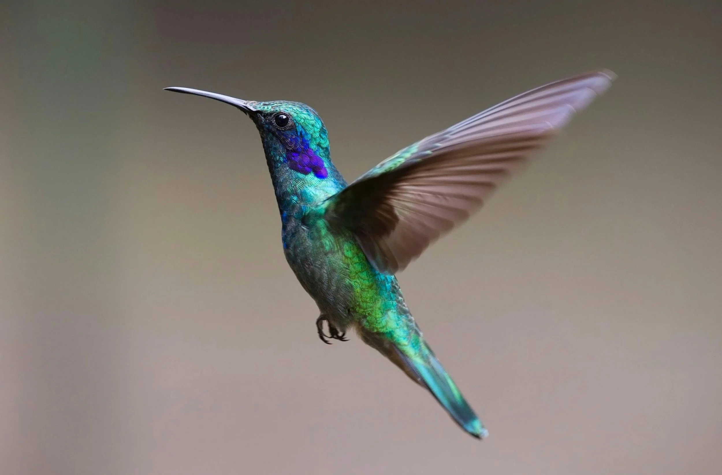 Colorful hummingbird with iridescent green, blue, and purple feathers flying against a blurred background.