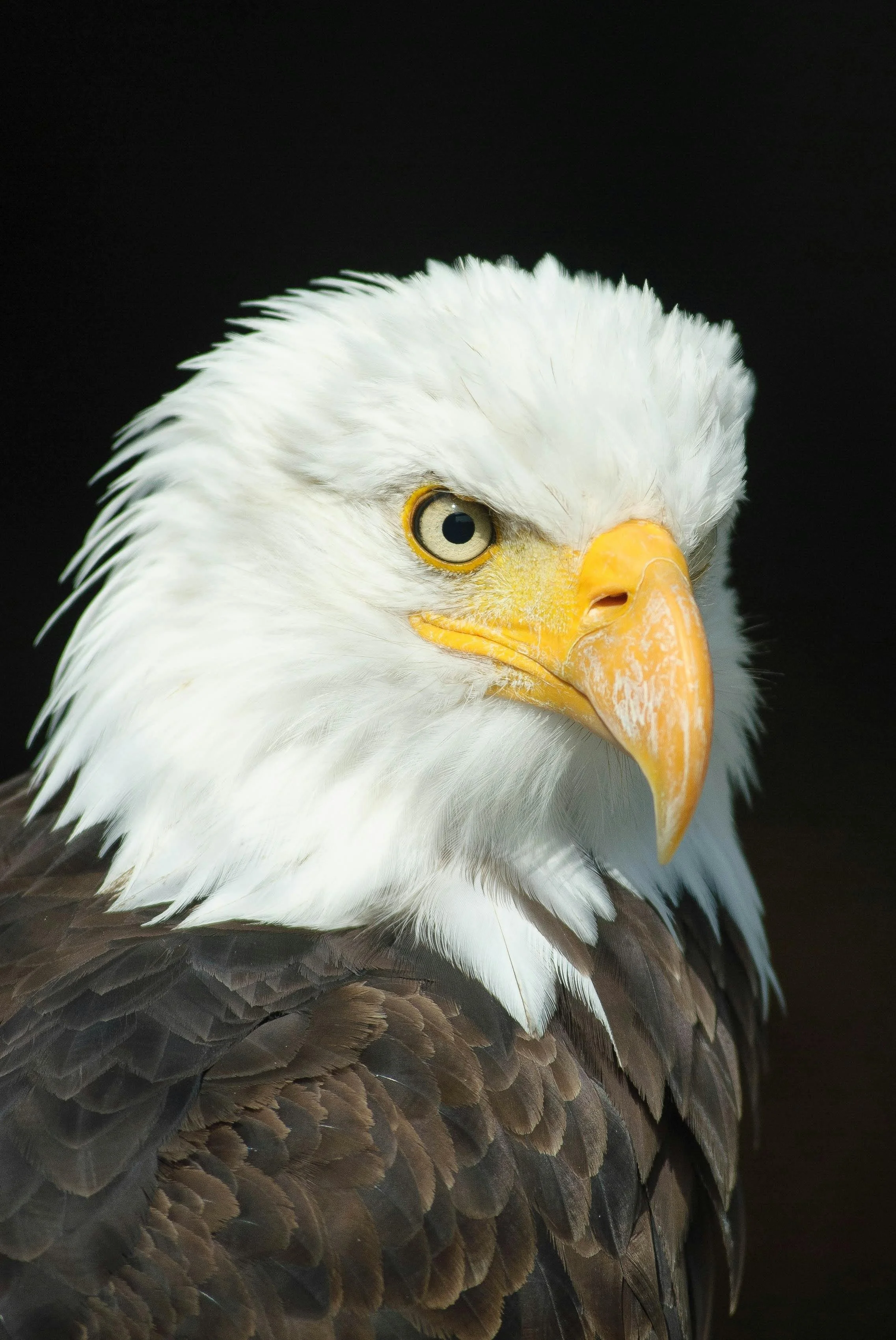 Close-up of a bald eagle's head with white feathers, yellow beak, and piercing eyes, set against a dark background.