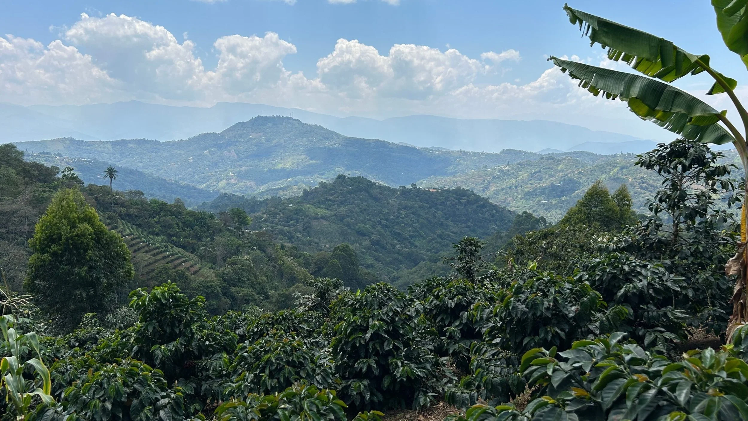 Lush green hills and mountains in the distance with partly cloudy sky, jungle plants, and banana leaves in the foreground.