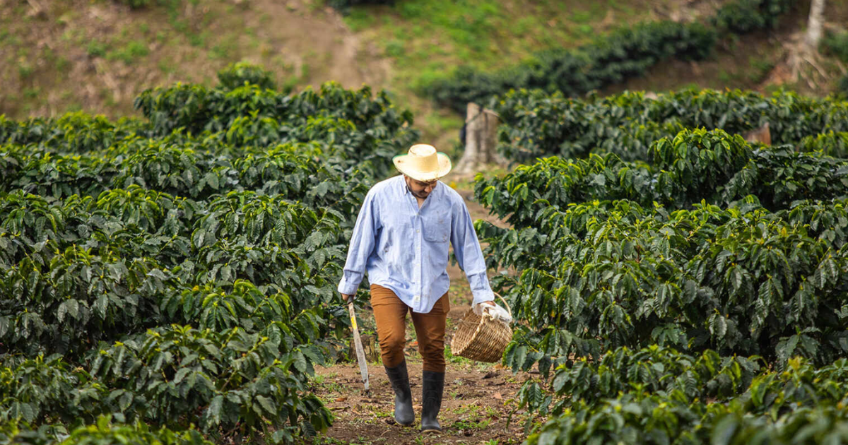 Farmer walking through coffee plantation with lush green coffee plants, wearing straw hat, blue shirt, brown pants, and black boots, carrying a woven basket and pruning shears.