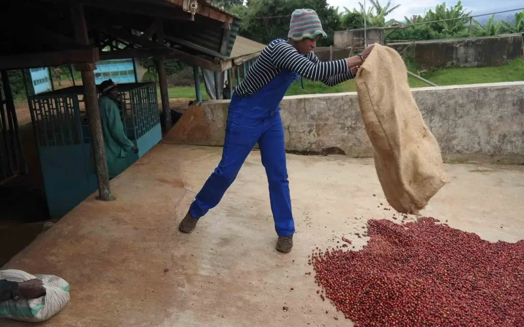 Person wearing striped shirt, blue overalls, and a multicolored hat holding a large burlap sack, pouring small red berries onto a concrete floor outside.