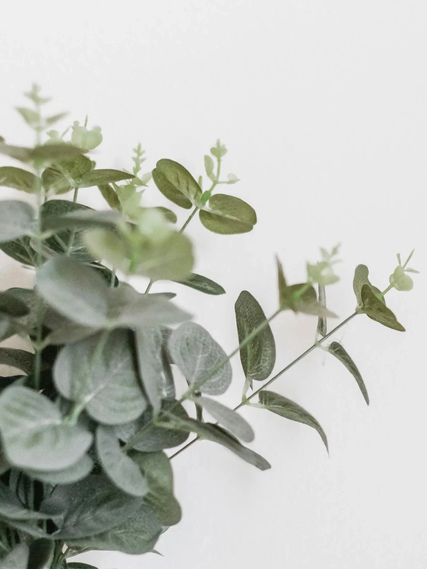 Close-up of green and silver eucalyptus leaves against a plain, light background.