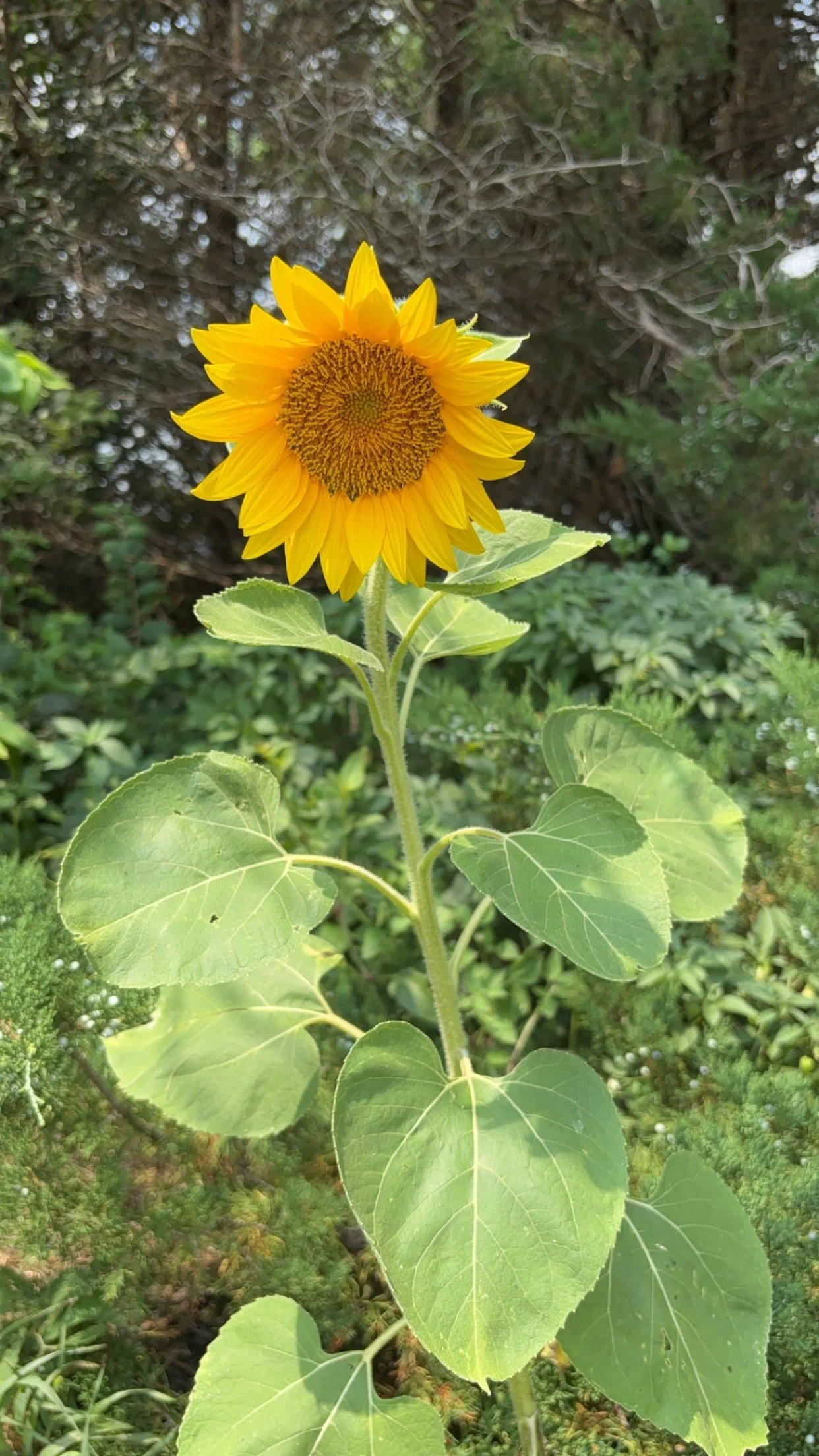 sunflower2.jpg