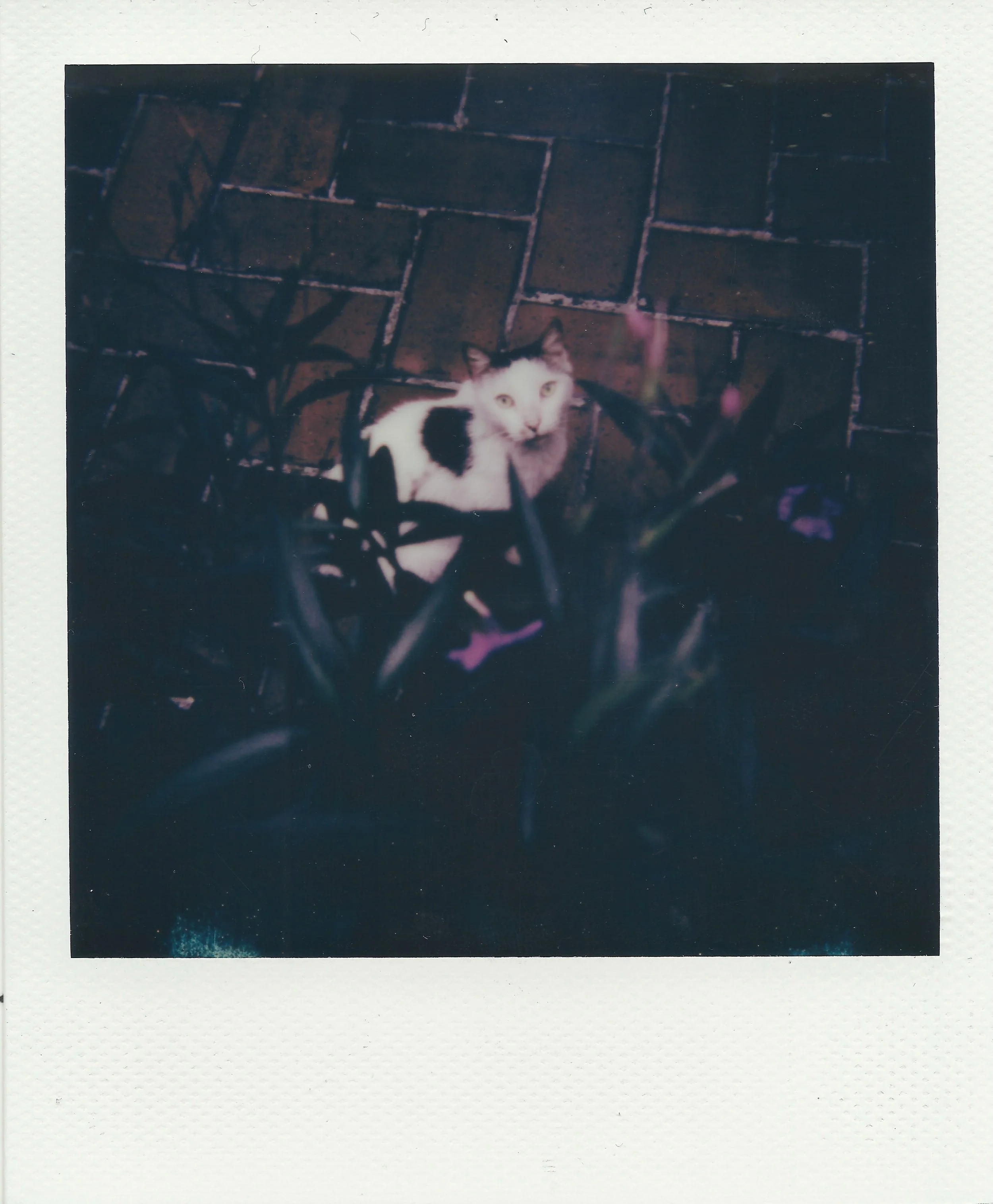 Polaroids - 1 of 1 (6).jpeg