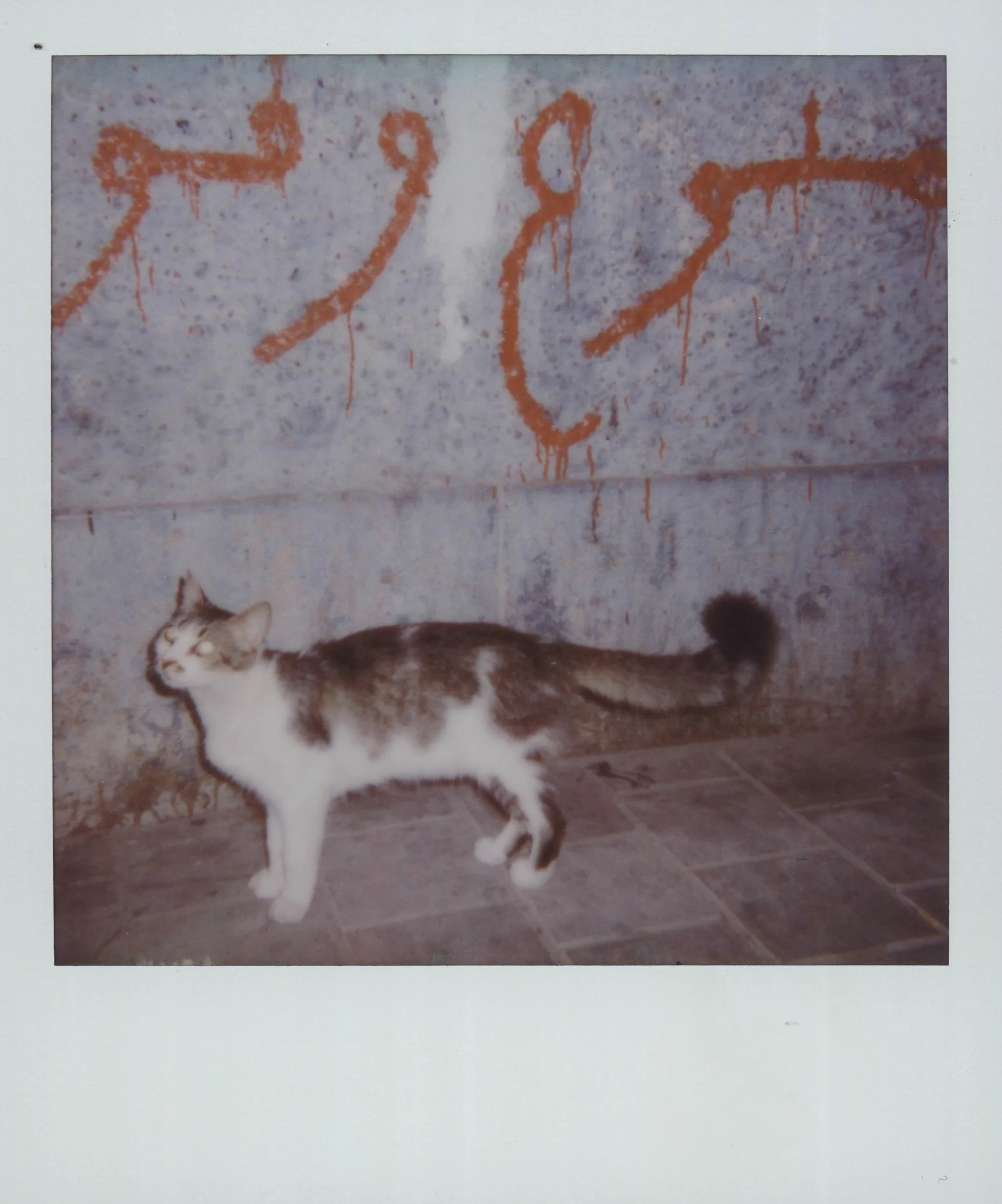 A calico cat standing on a tiled floor in front of a gray wall with red graffiti writing.