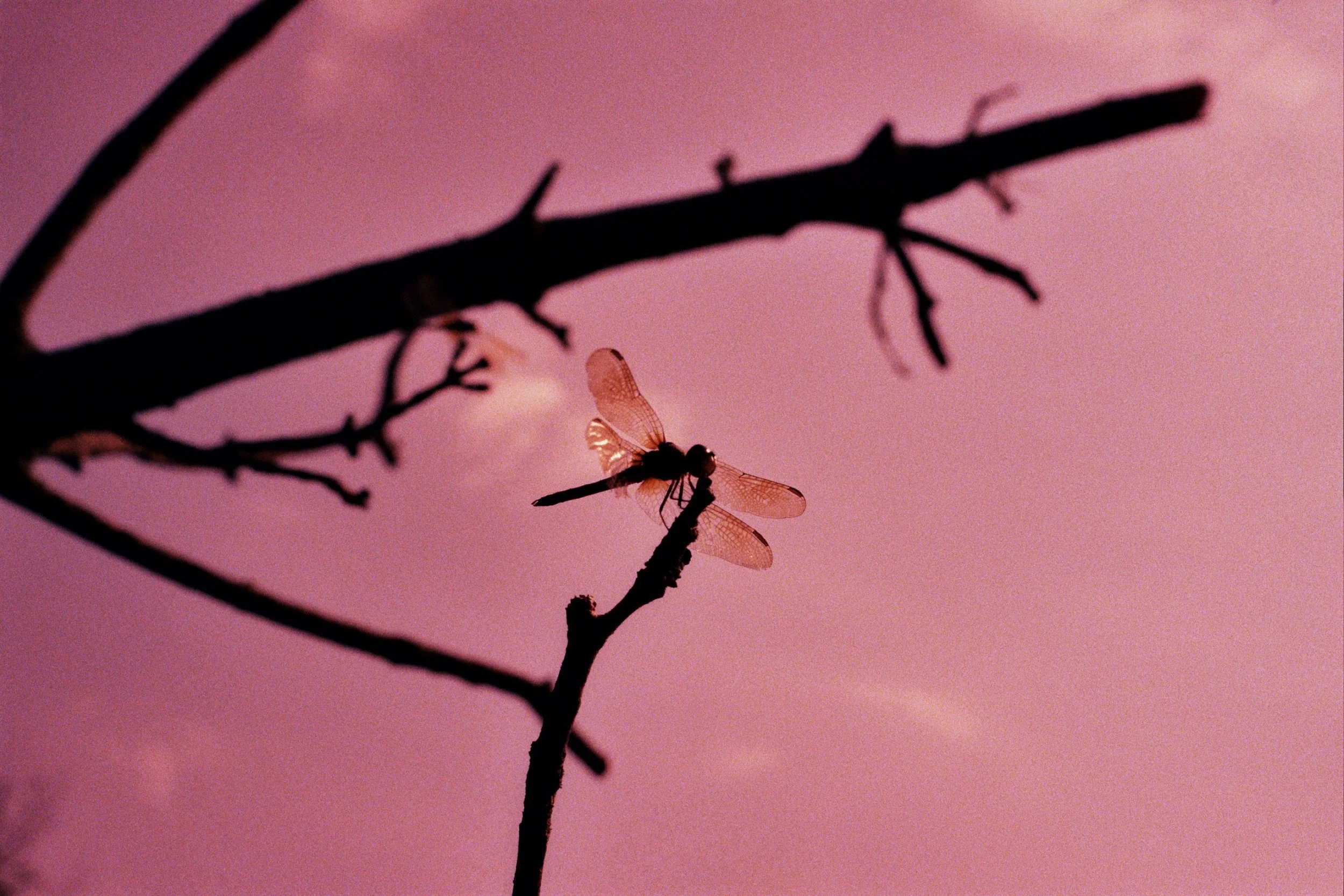 Library - 1 of 1.jpeg