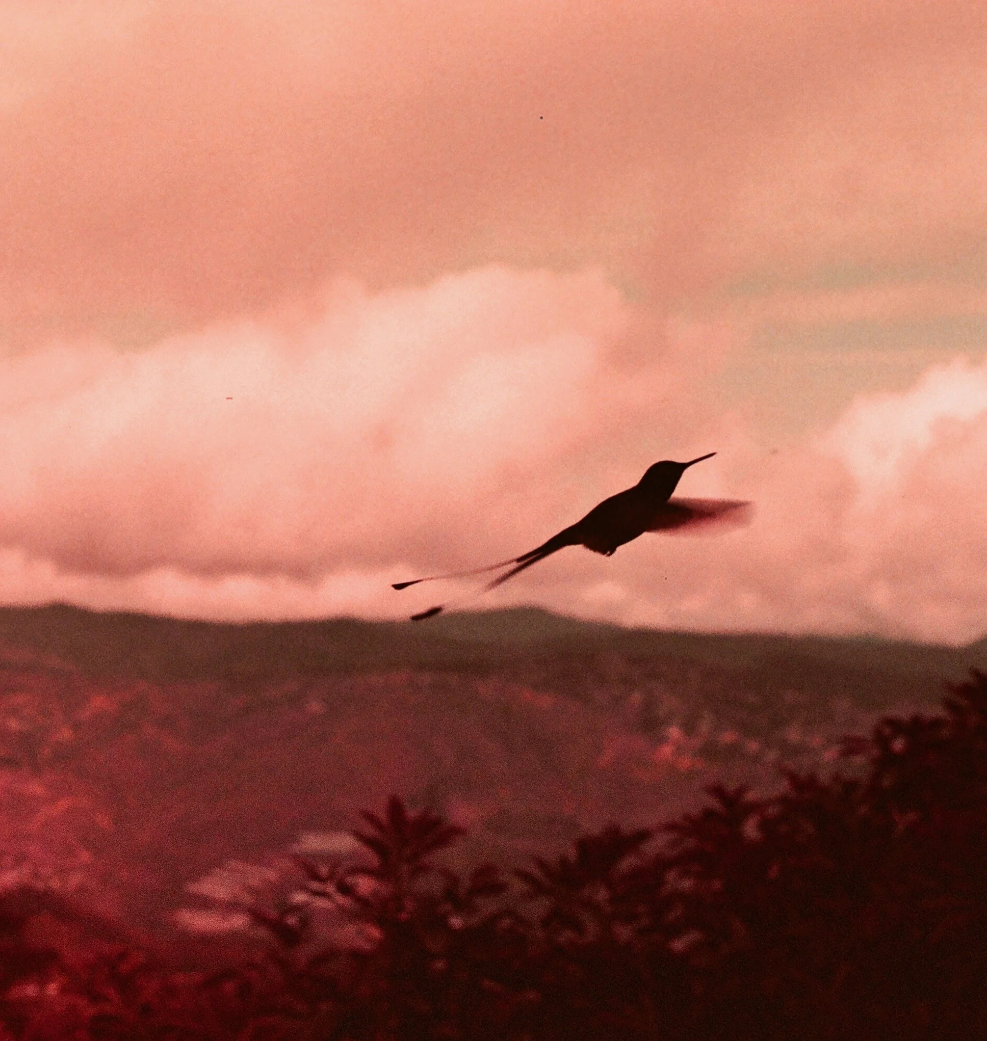 Silhouette of a bird with a long tail flying over hills and trees during sunset or sunrise with pink and orange clouds.