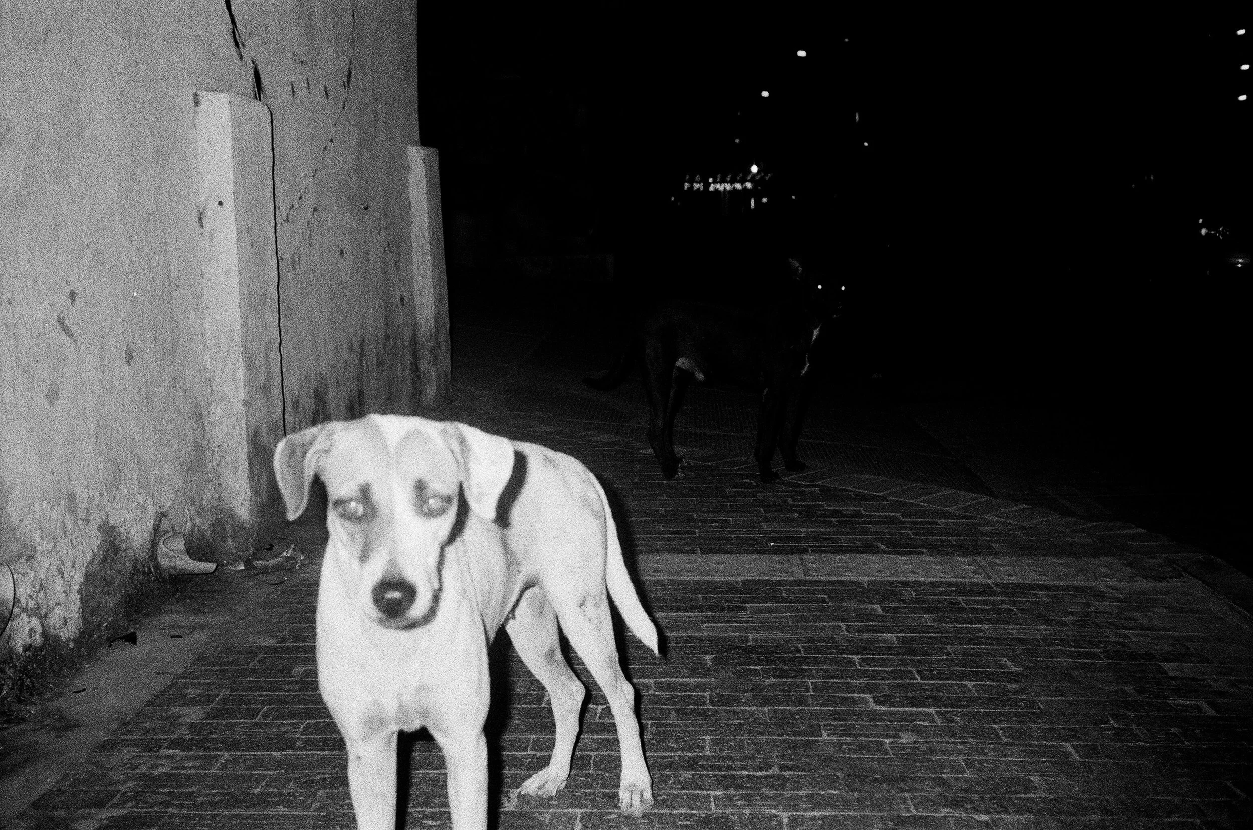 A black and white photo of two dogs outside at night, one in the foreground and one in the background. The foreground dog is facing the camera, while the background dog is looking to the side.