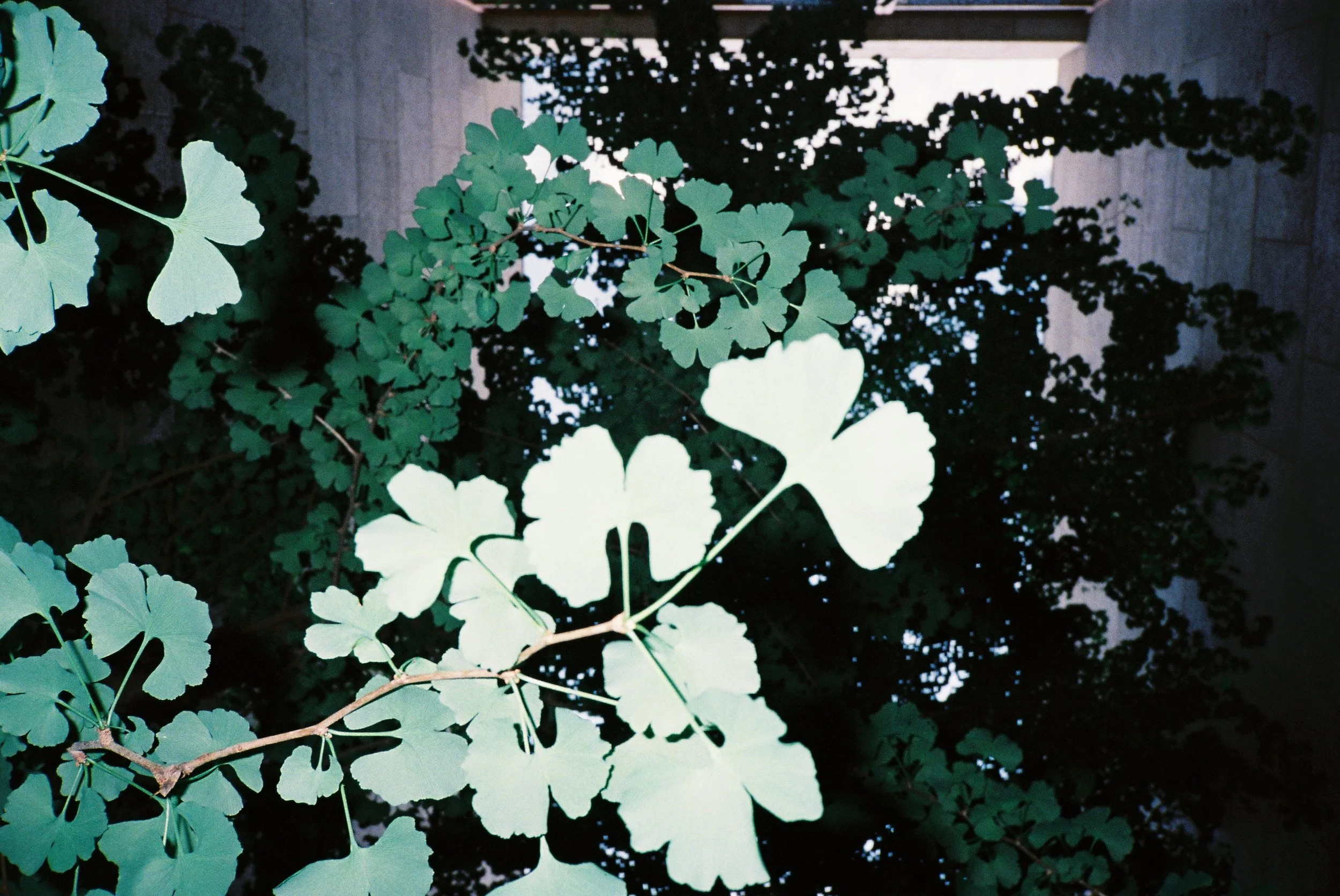 Close-up of green ginkgo leaves on branches with a dark background and a stone wall in the distance.
