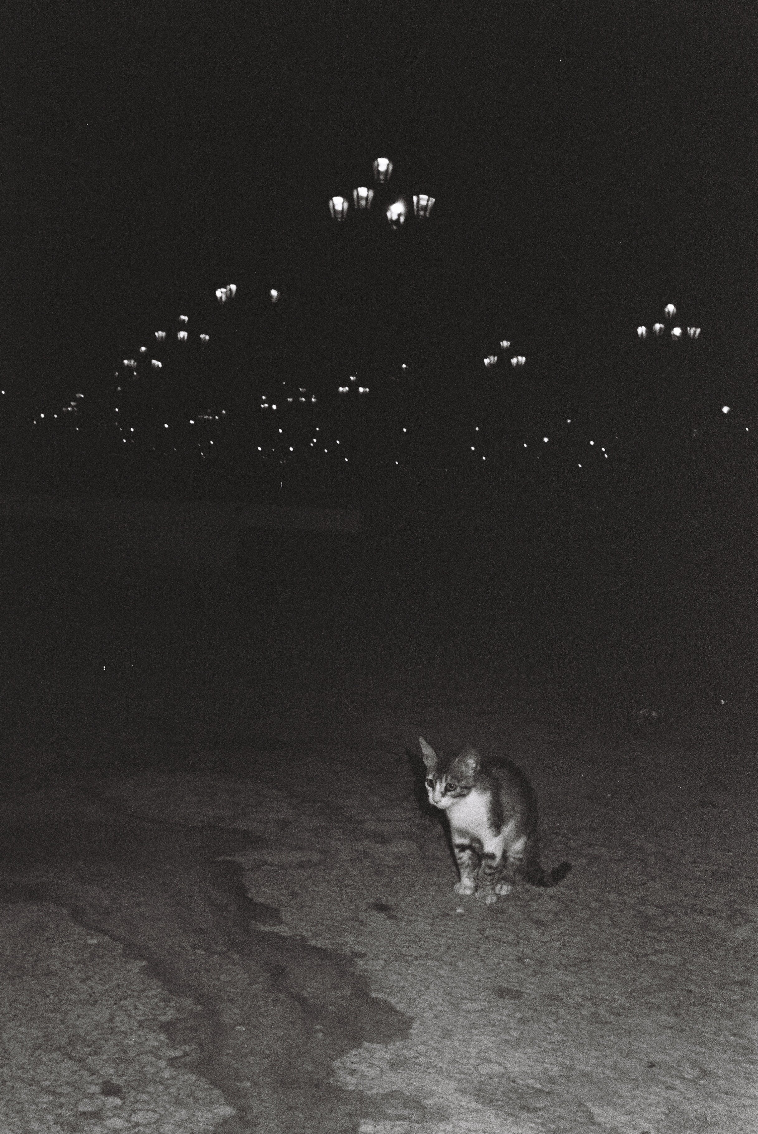 A small kitten sitting on a sidewalk at night, with streetlights or building lights in the distance.