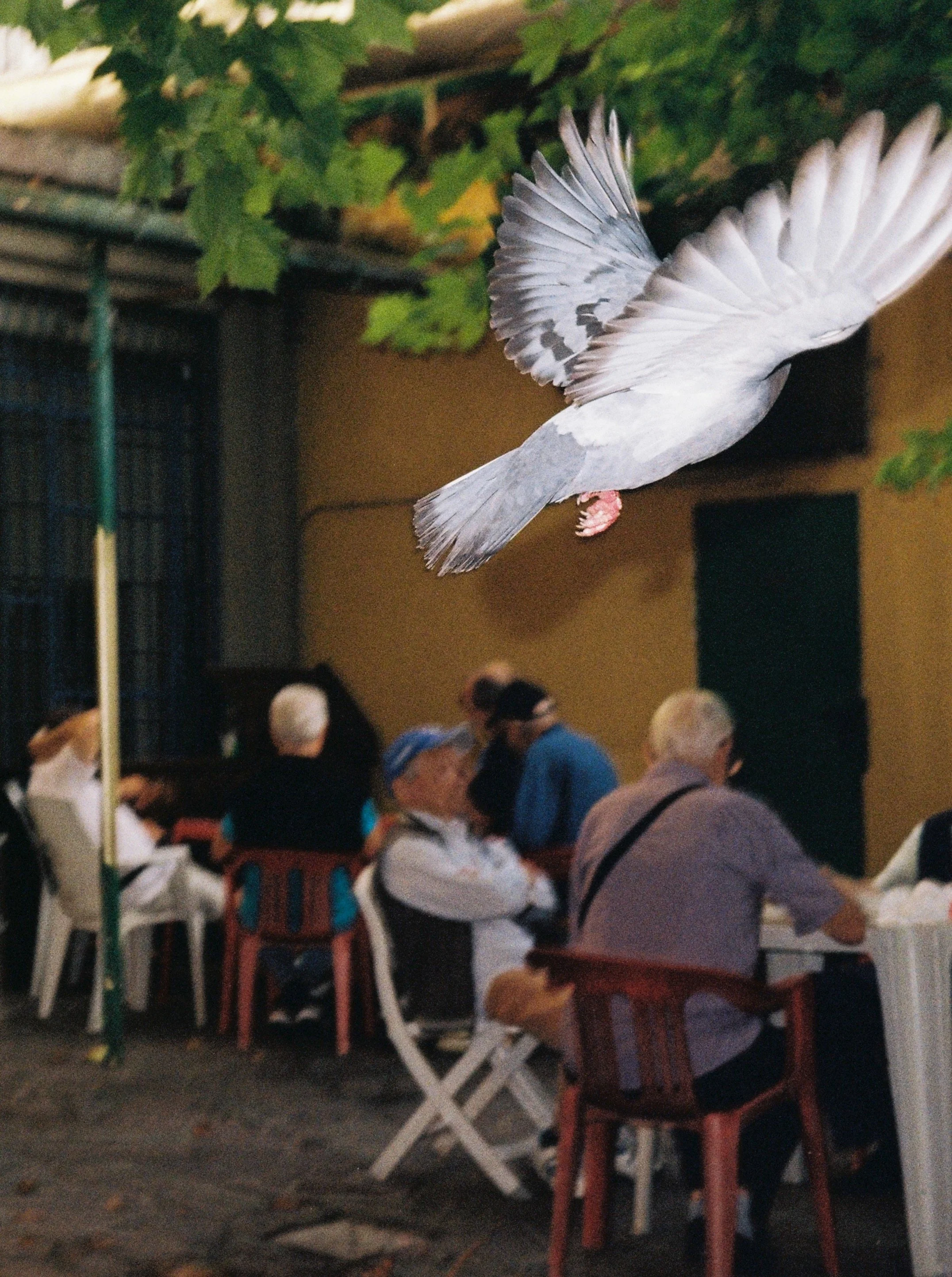 A pigeon flying in front of a group of people seated at outdoor tables during evening or night.