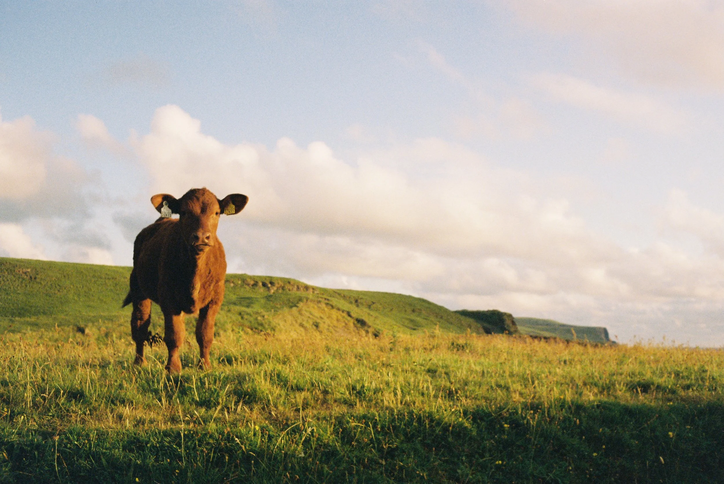 A brown calf standing in a grassy field with green hills and a partly cloudy sky in the background.