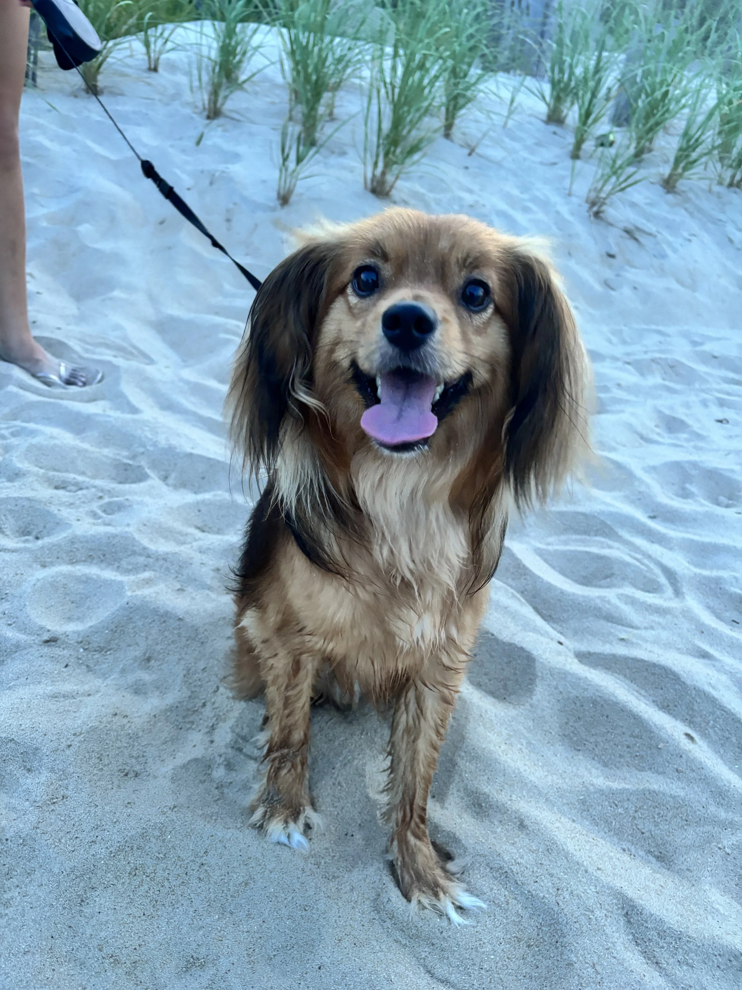 A happy brown and black long-haired Dachshund sitting on the sandy beach with grass in the background and a person holding its leash.
