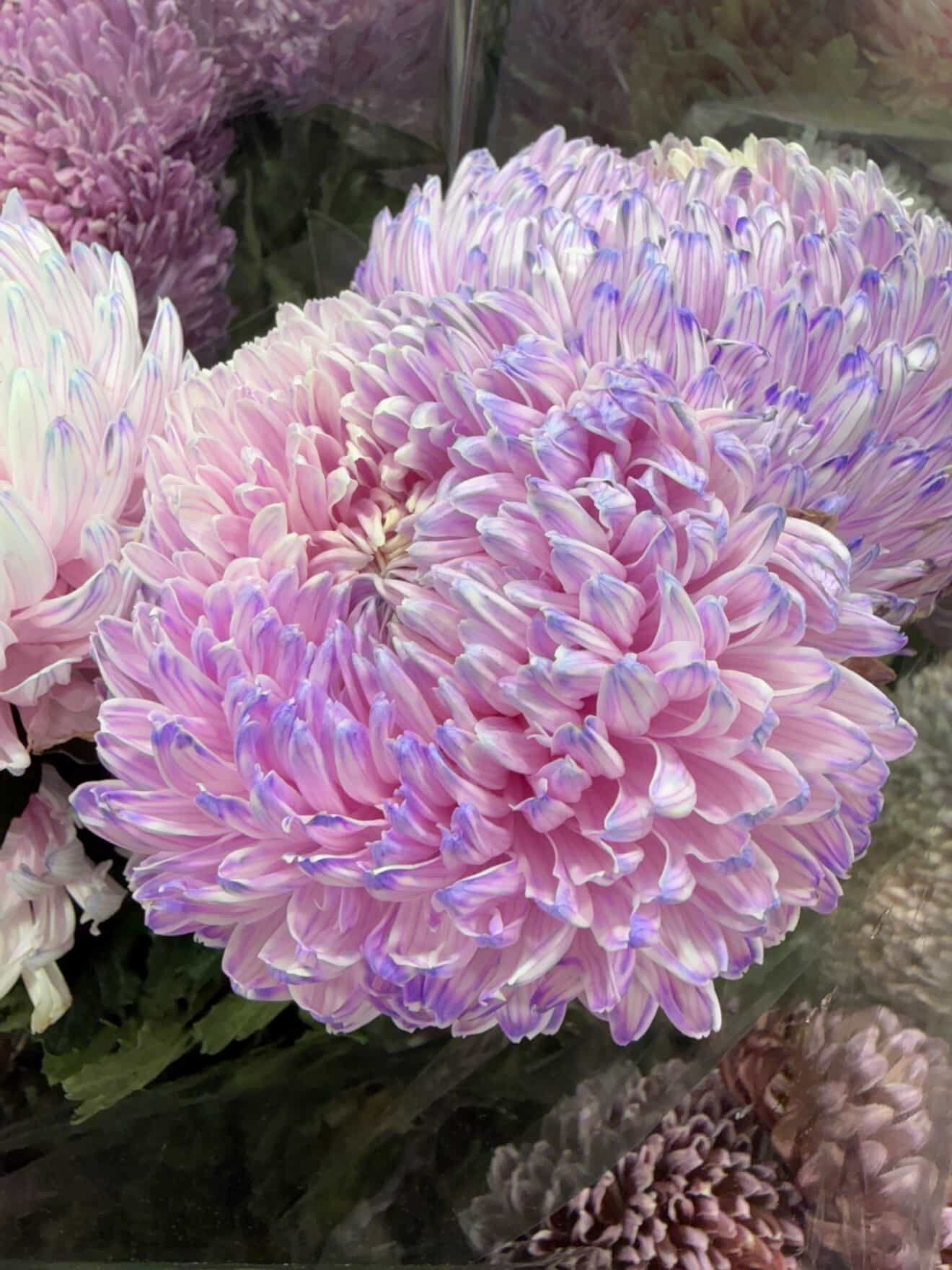 E7DF77B4-3F56-4F08-9FBA-292F7EE6296B.JPG