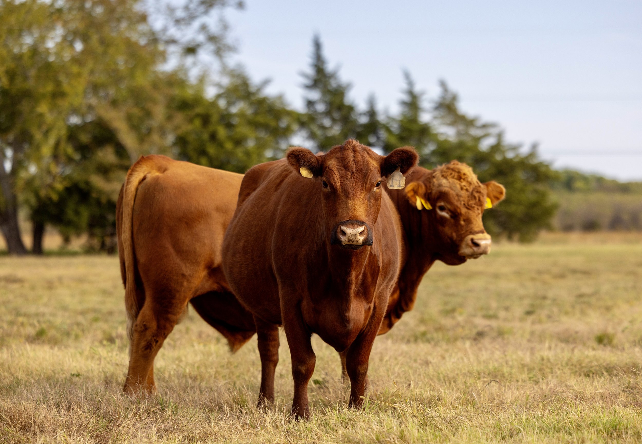 Two brown cows standing in a grassy field with trees in the background.