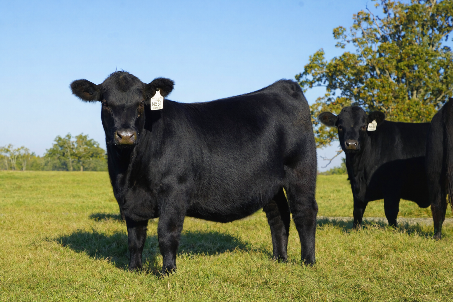 Two black calves standing in a grassy field with trees and a clear blue sky in the background.