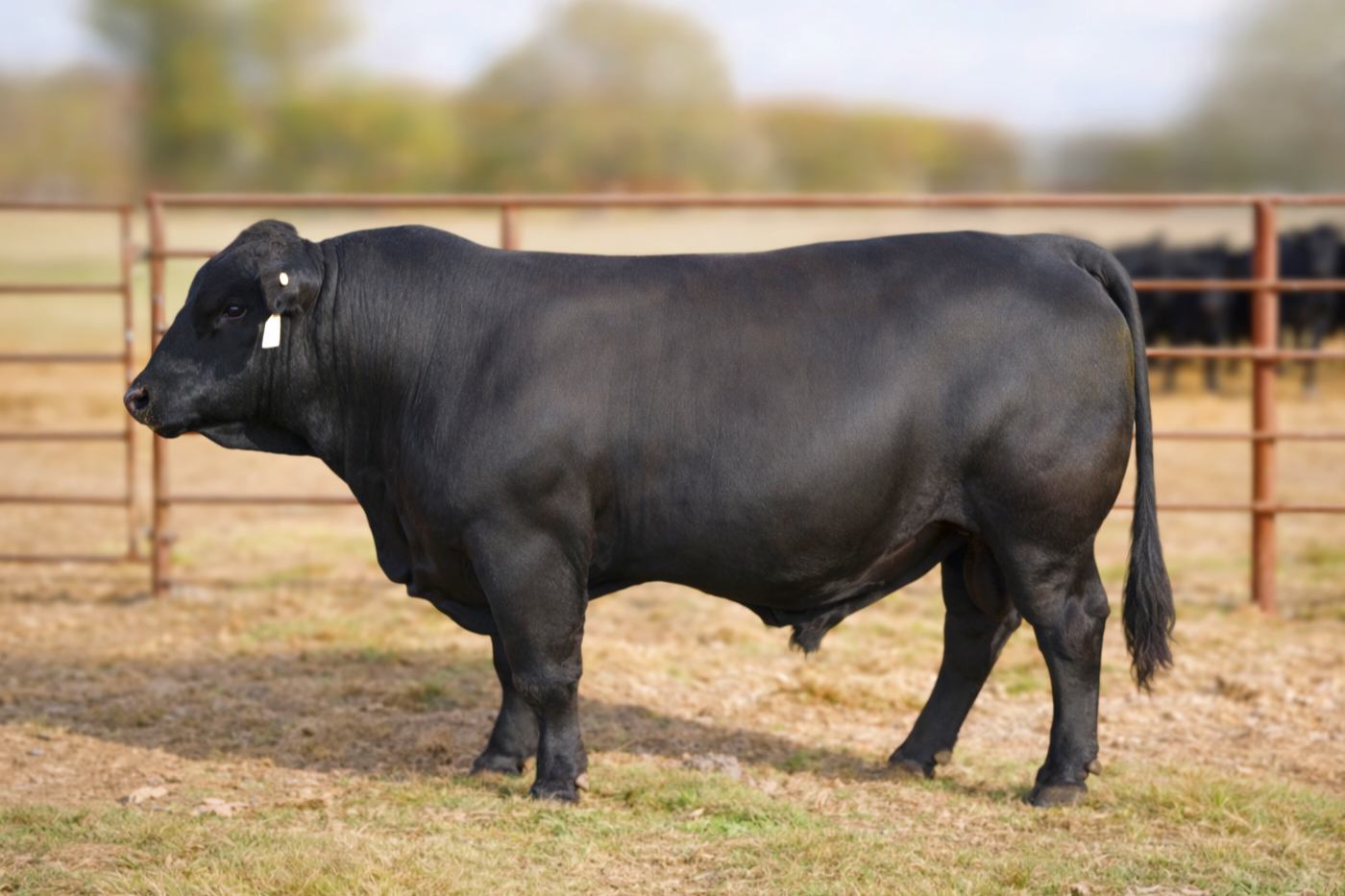 Black calf standing outdoors on grassy ground with a fence and blurry trees in the background.