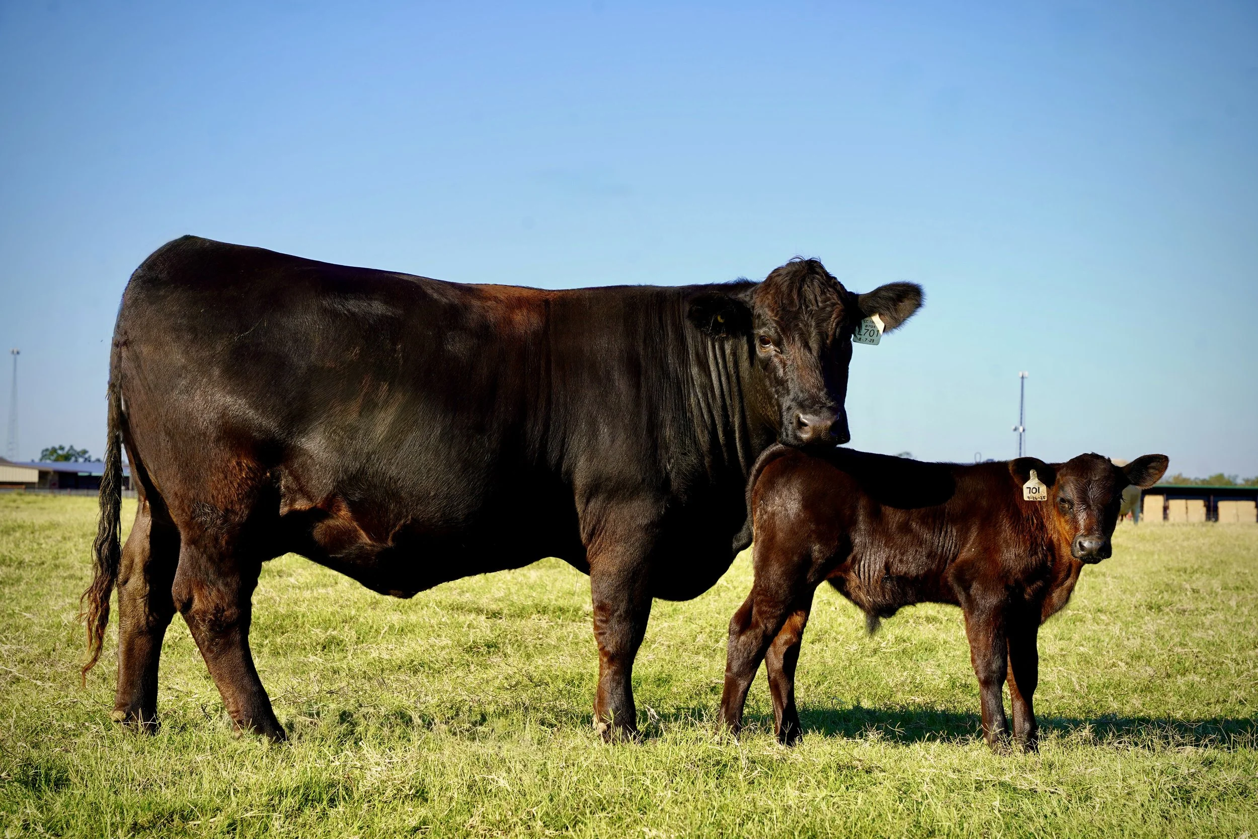 A large gelbvieh black cow and two smaller brown calves standing on a grassy field under a clear blue sky.