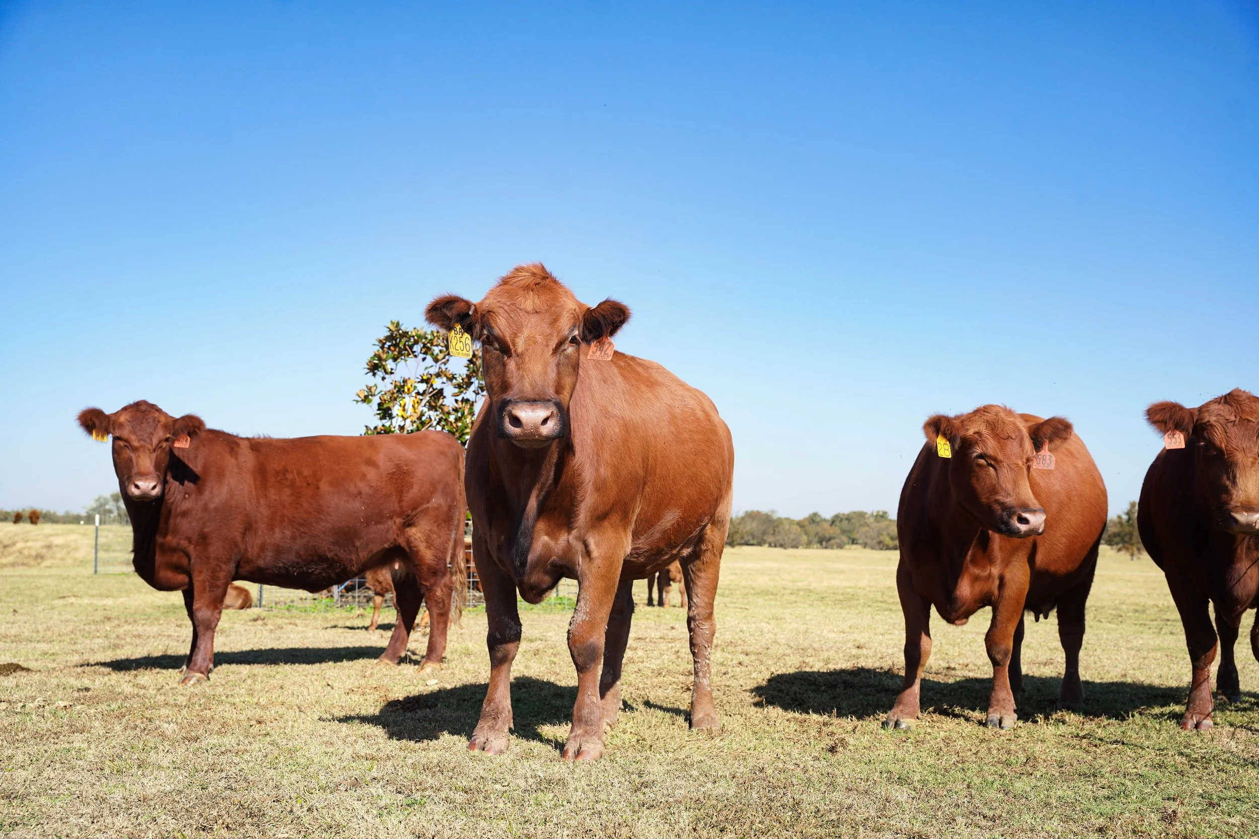 Group of angus brown cows grazing on a grassy field under a clear blue sky.