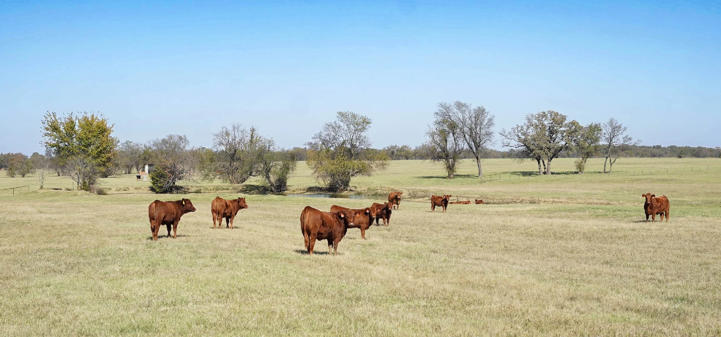 A scene of a Angus and Balancer cattle grazing in a wide open field with trees in the background and a blue sky.