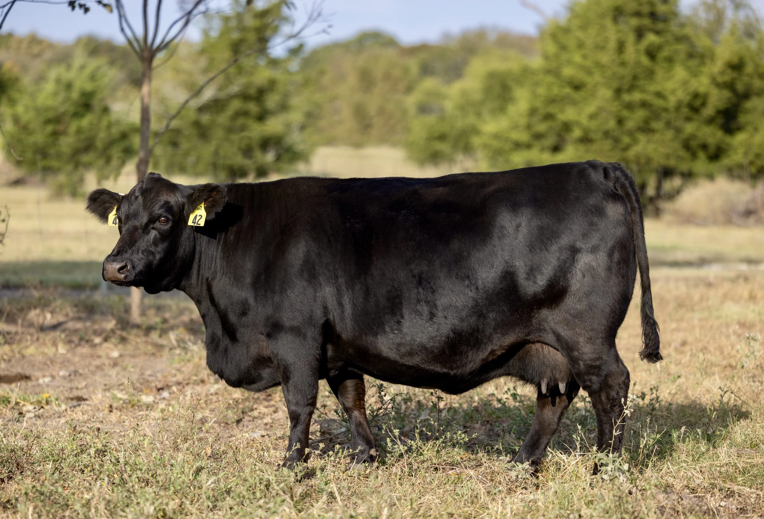 A Gelbvieh Black cow standing on grass field with trees in the background.
