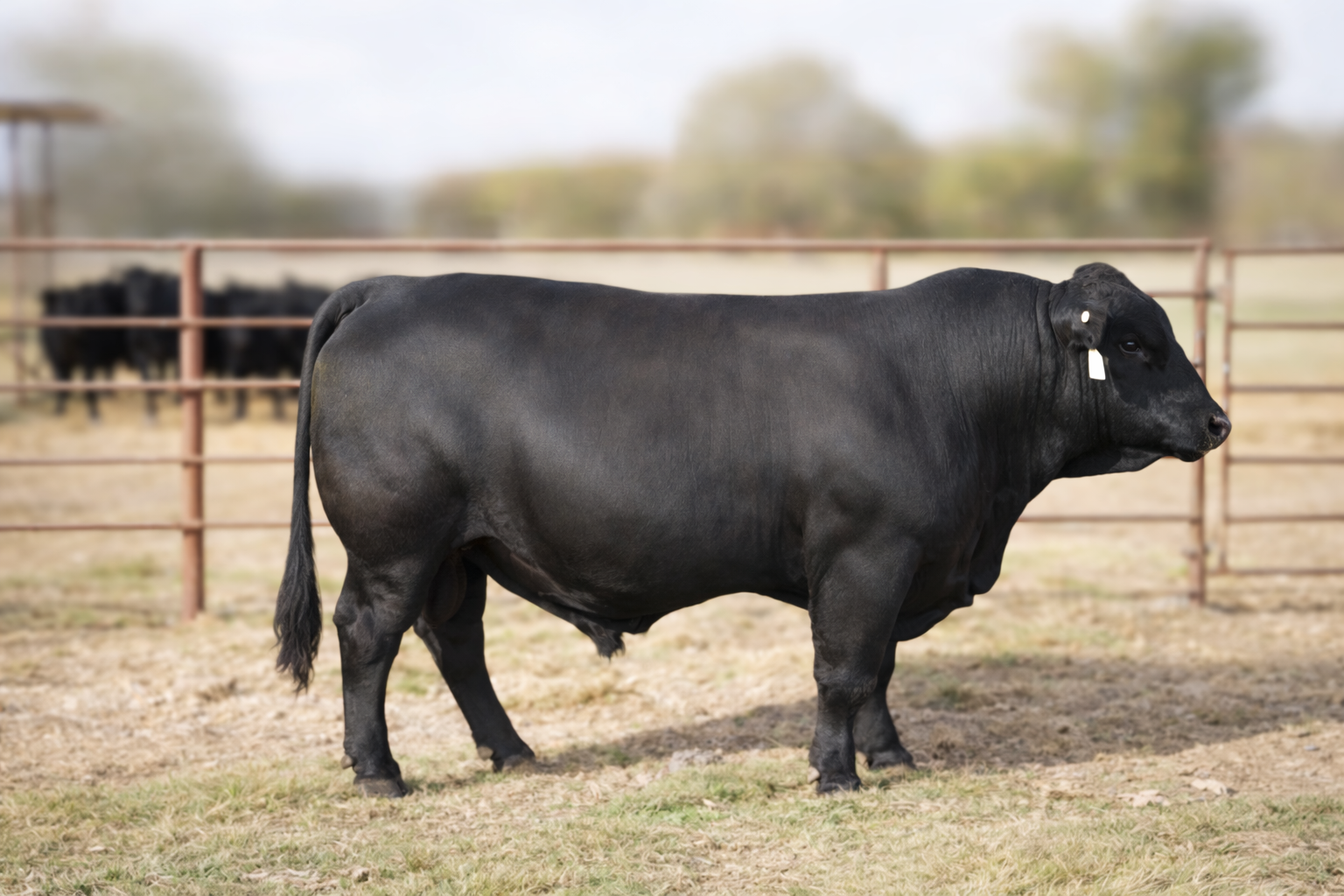 A black cow standing on dirt and grass in a fenced pasture with a blurred background of trees and other cows.
