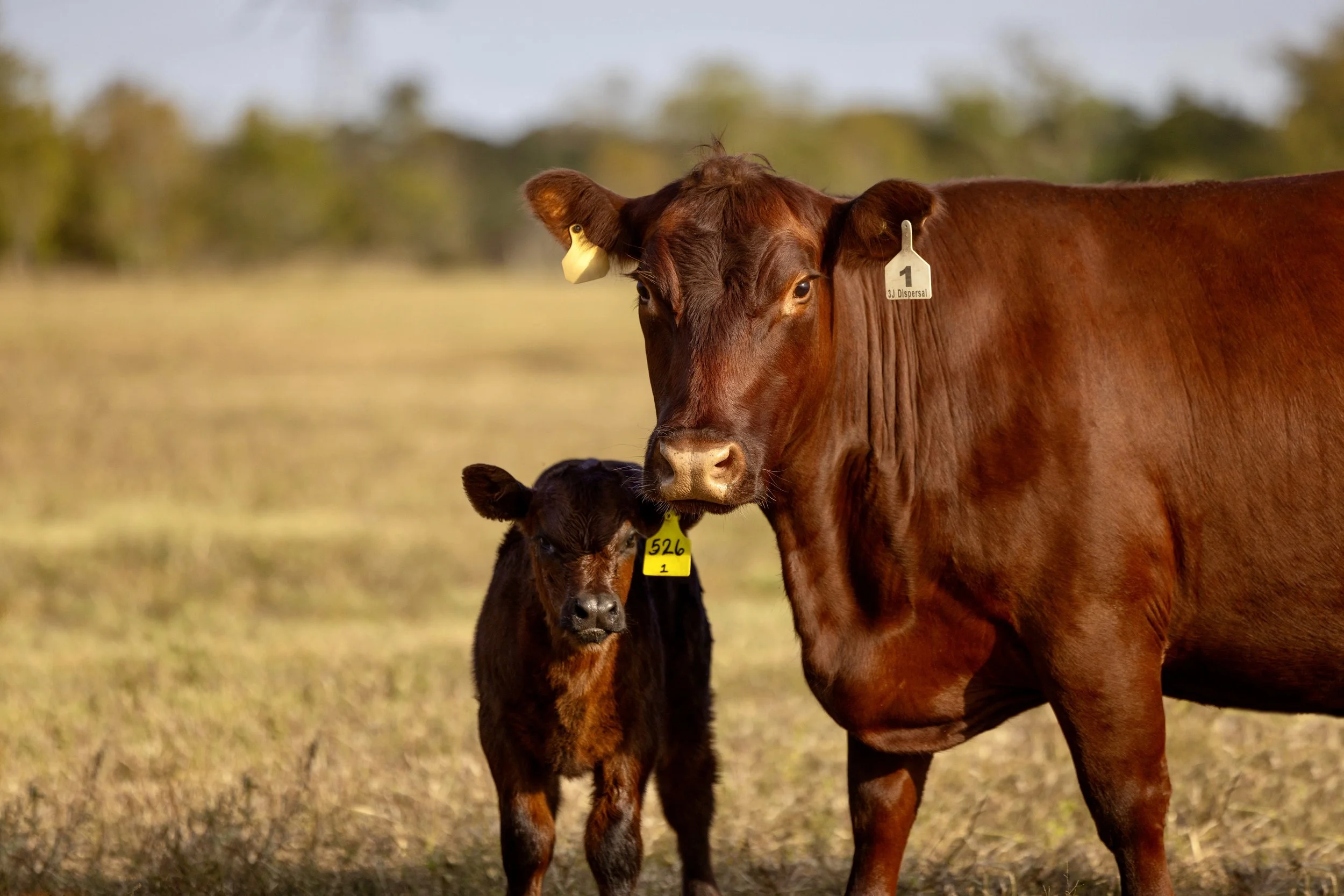 A cow and a calf standing together in a field.