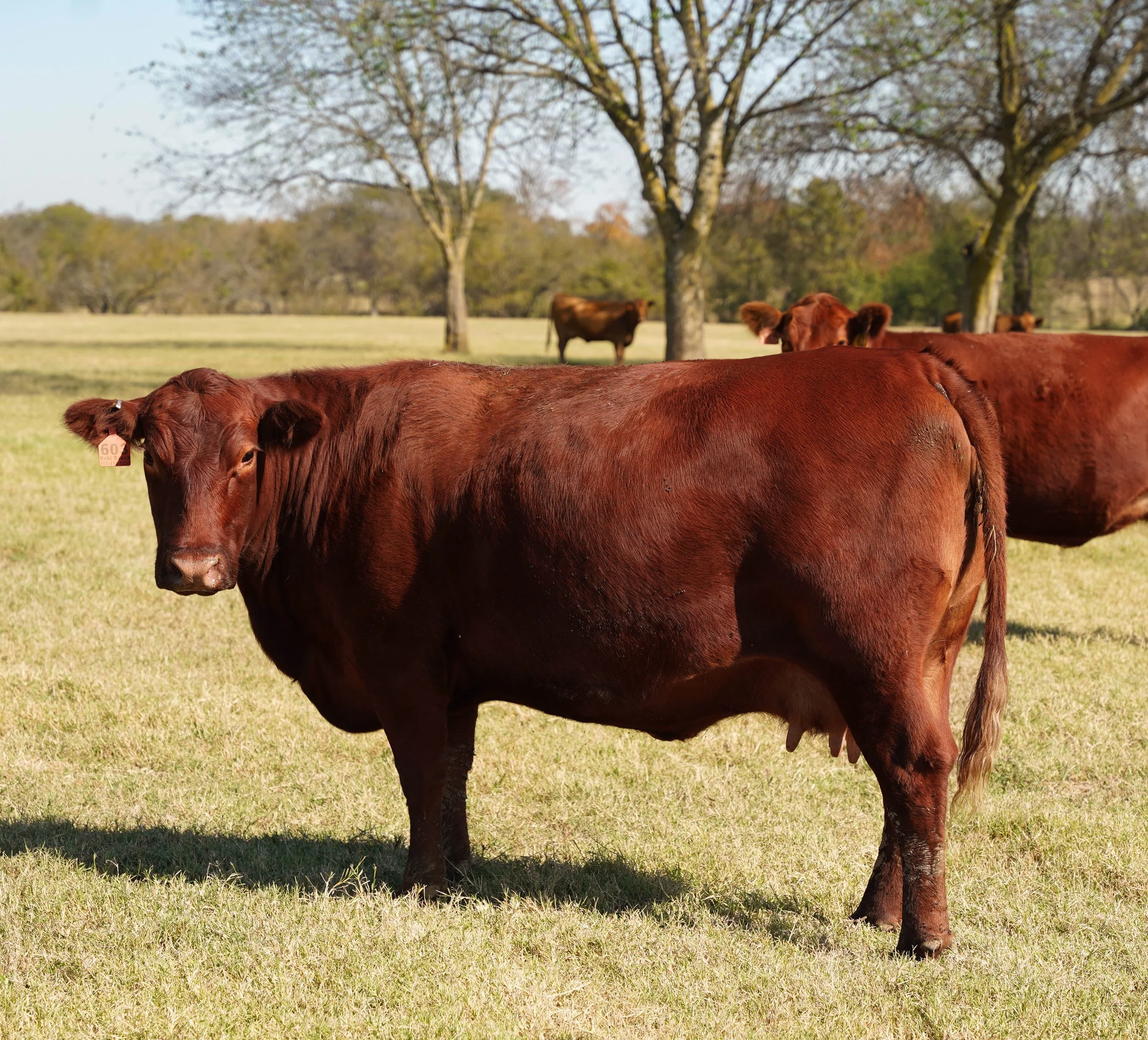 A group of angus brown cows grazing in a grassy field with trees in the background under a clear sky.