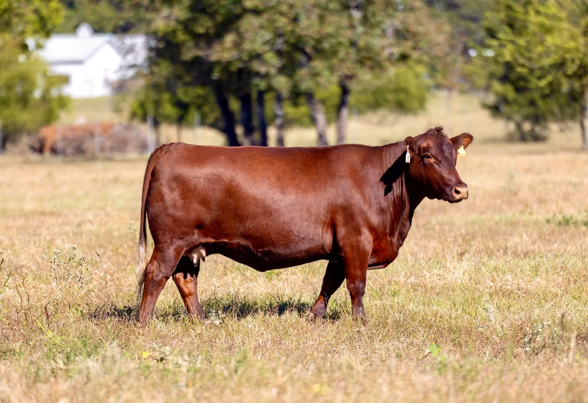 A brown cow standing in a grassy field with trees and a house in the background on a sunny day.