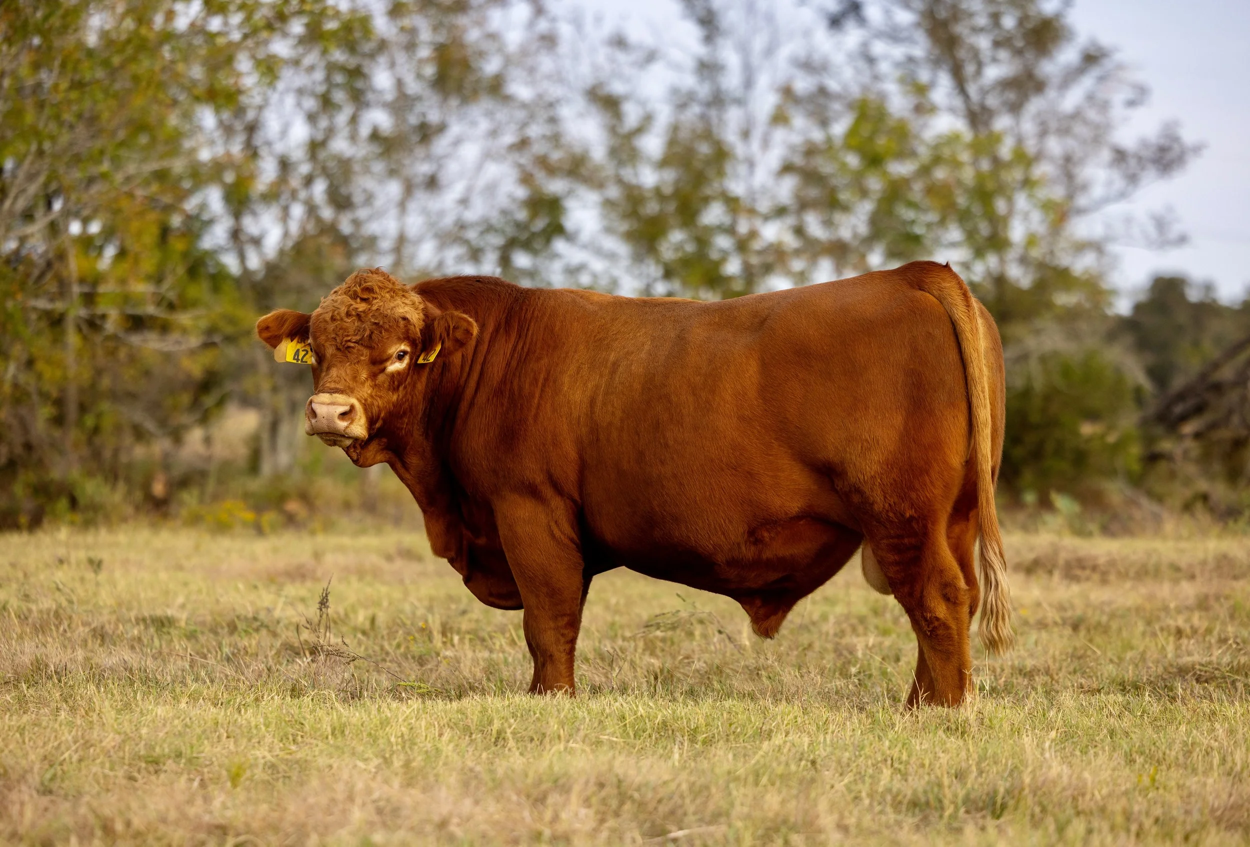 A brown cow standing in a grassy field with trees in the background.