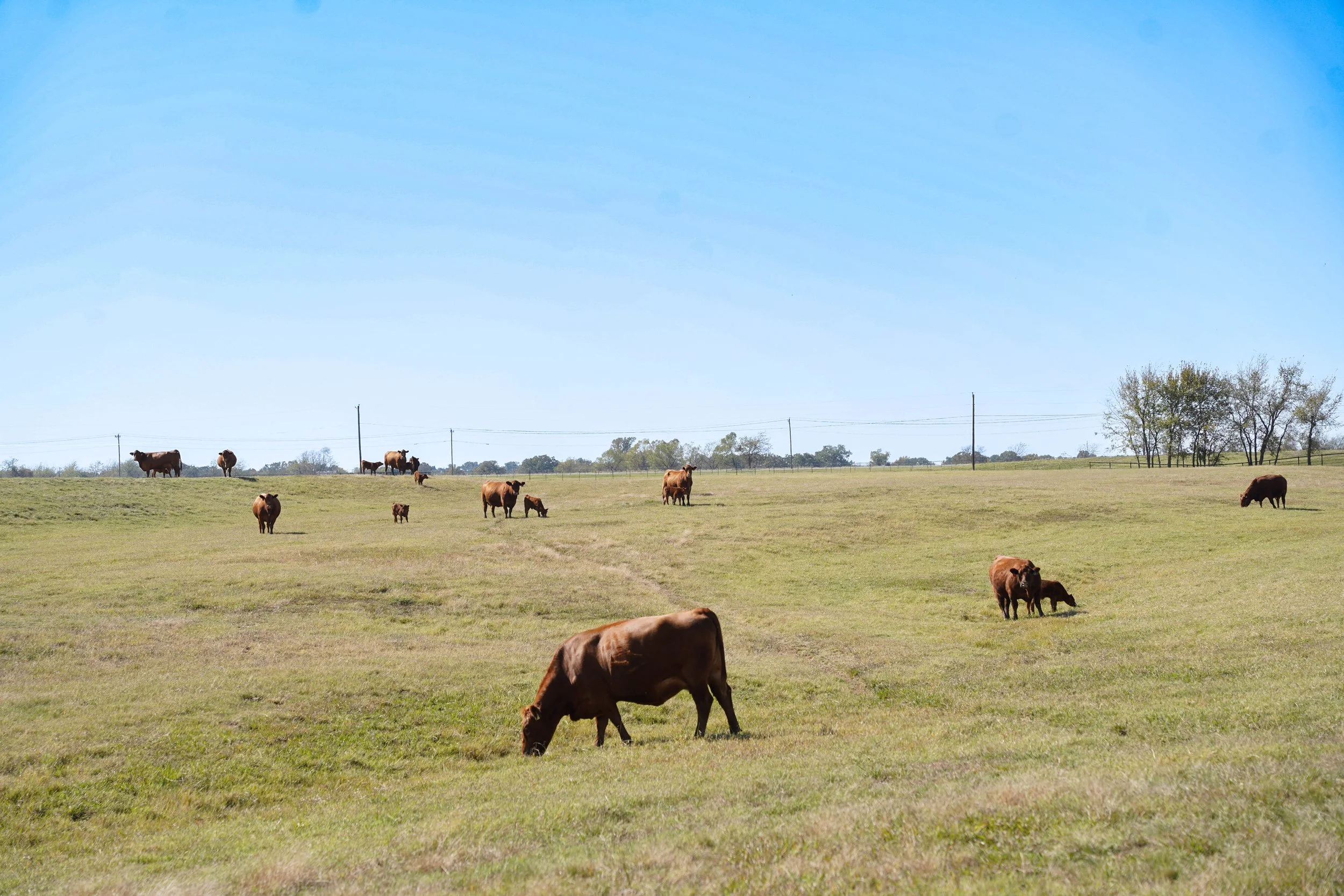 Gelbvieh Angue Cattle grazing in a large open field on a sunny day with a clear blue sky and a few distant trees.