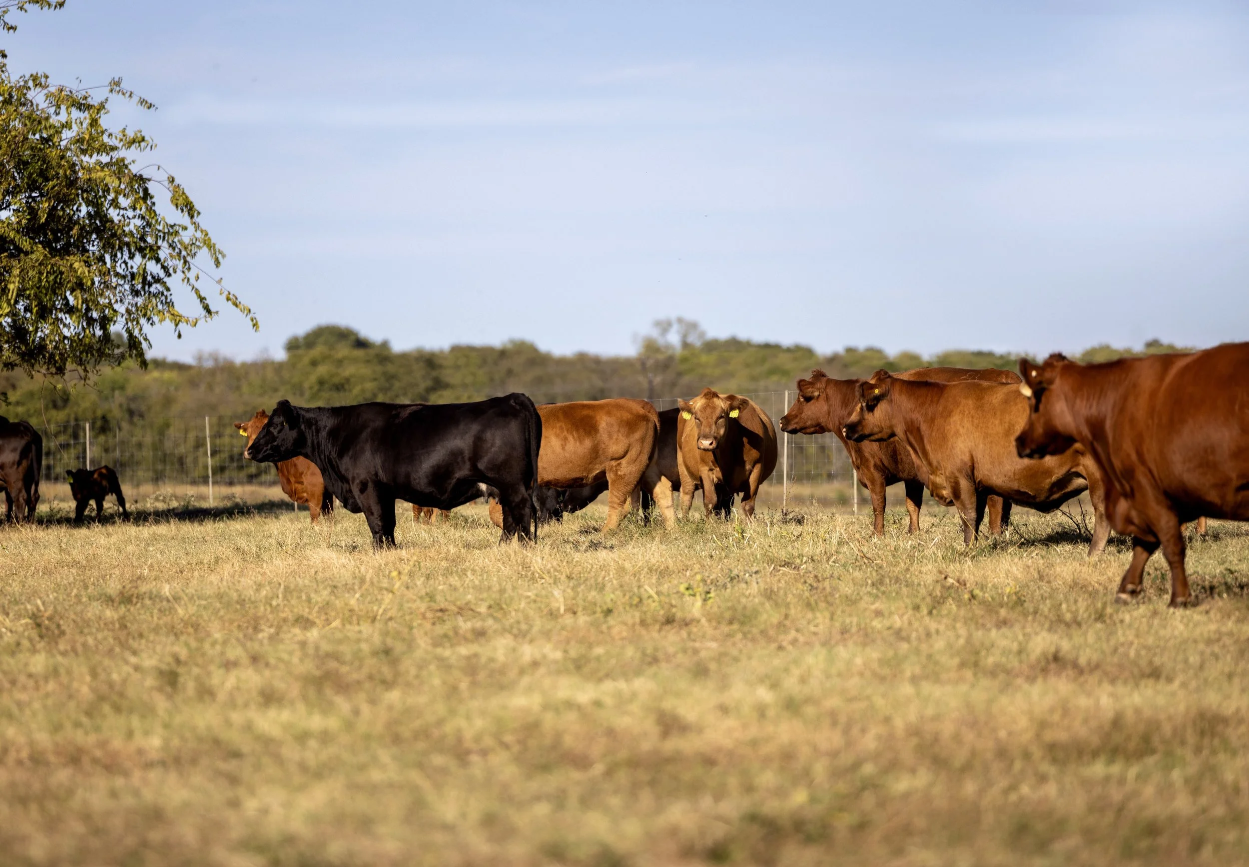 Cows grazing in a grassy field with some trees and a blue sky in the background.