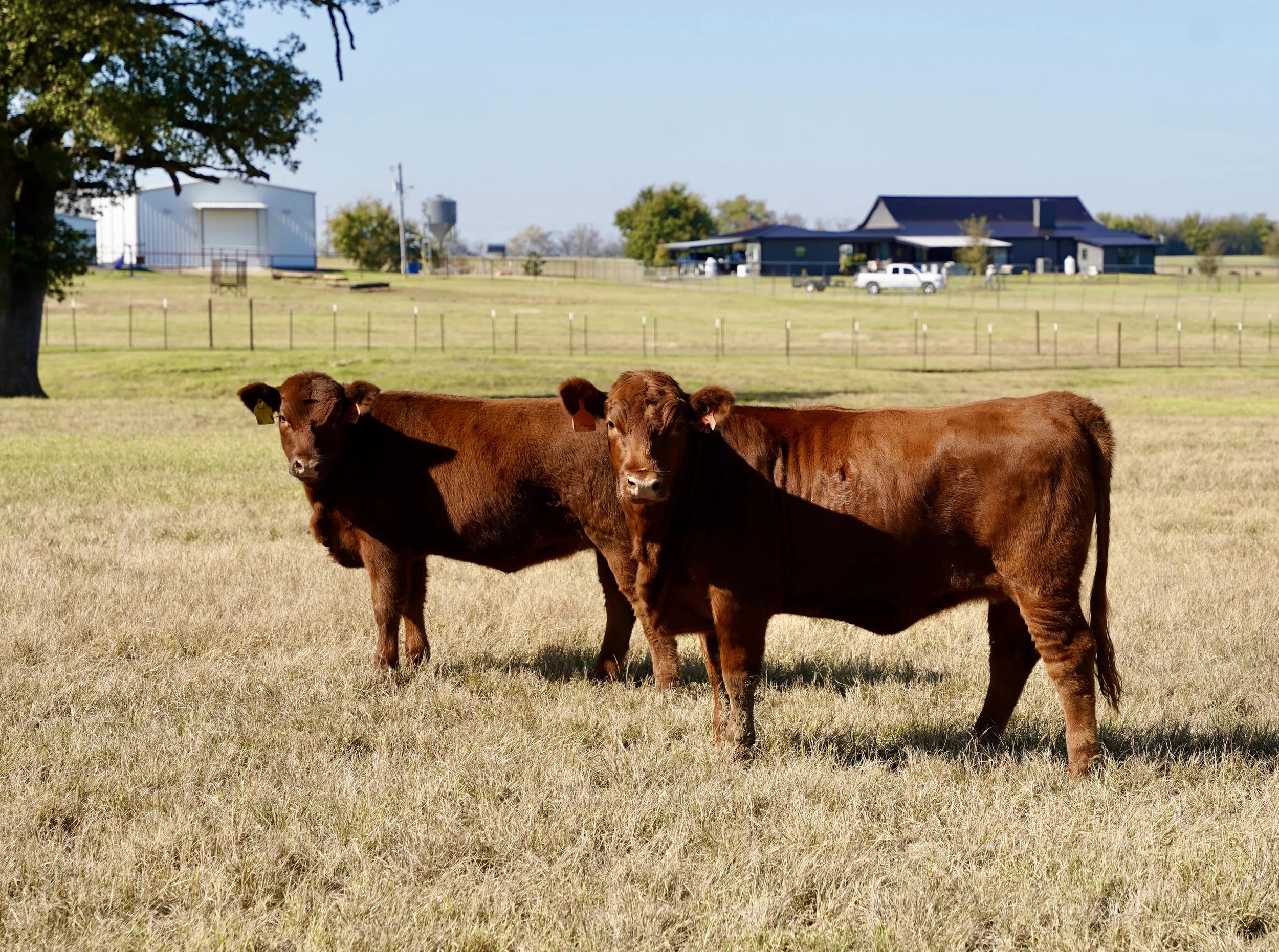Two brown calves standing in a grassy field with farm buildings and a barn in the background.