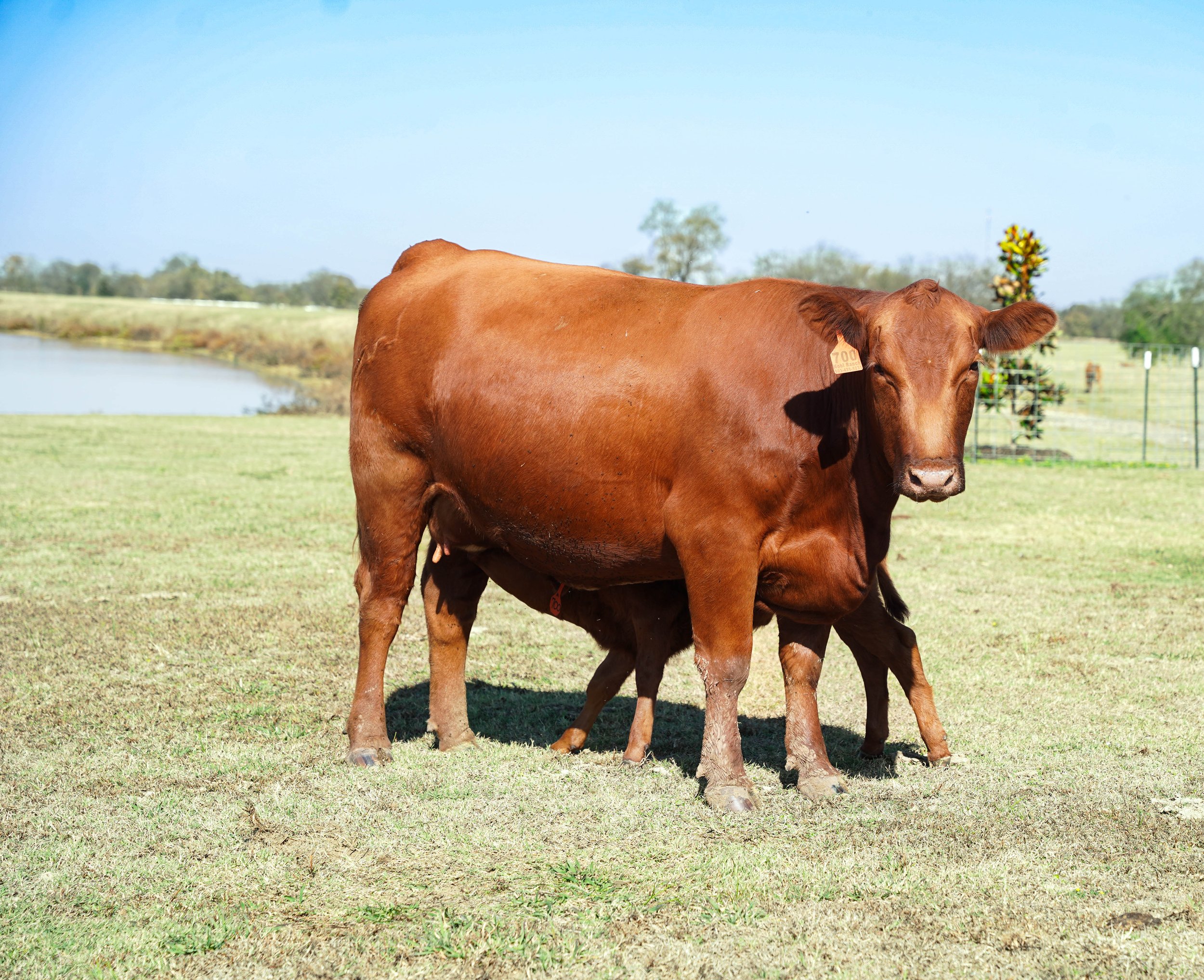 Angus Brown cow standing on grassy field near a small pond, with trees and a fence in the background under clear blue sky.