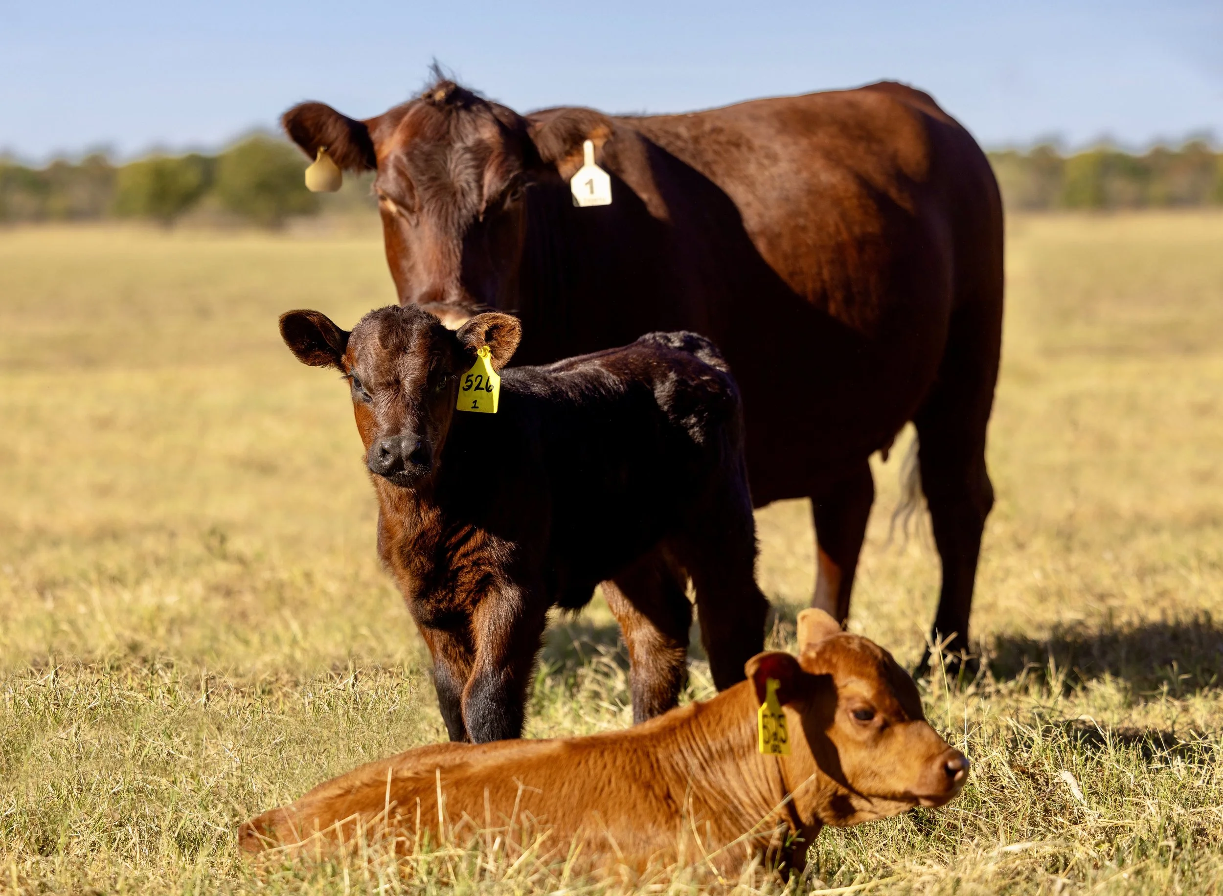 Three calves in a grassy field, one standing and two lying down, with a background of open sky and distant trees.