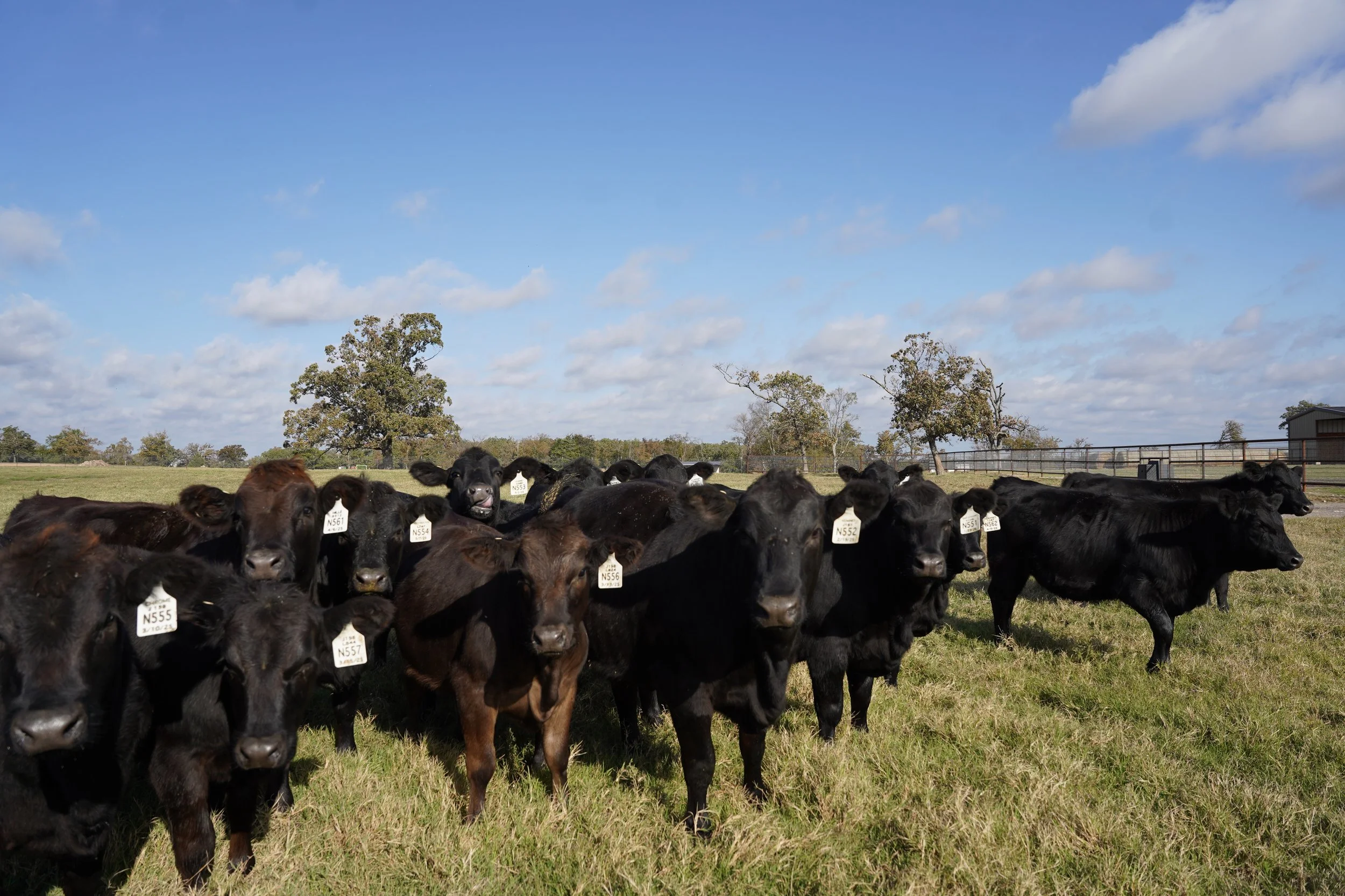 Group of black heifer calves standing on green grass pasture under partly cloudy blue sky.