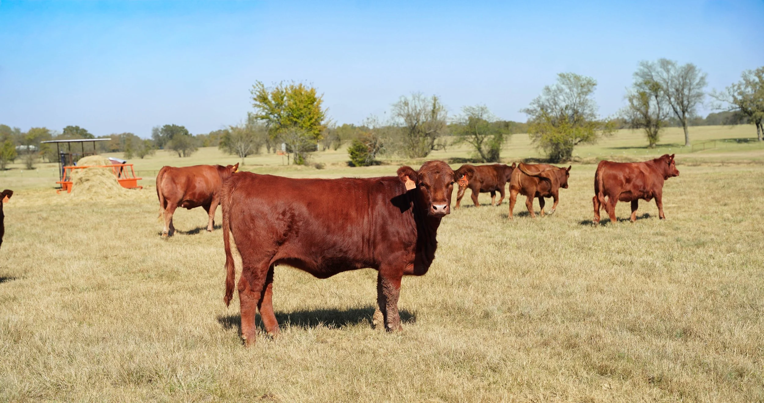 A group of red cows grazing and standing in a grassy field under a clear blue sky with some trees in the background.