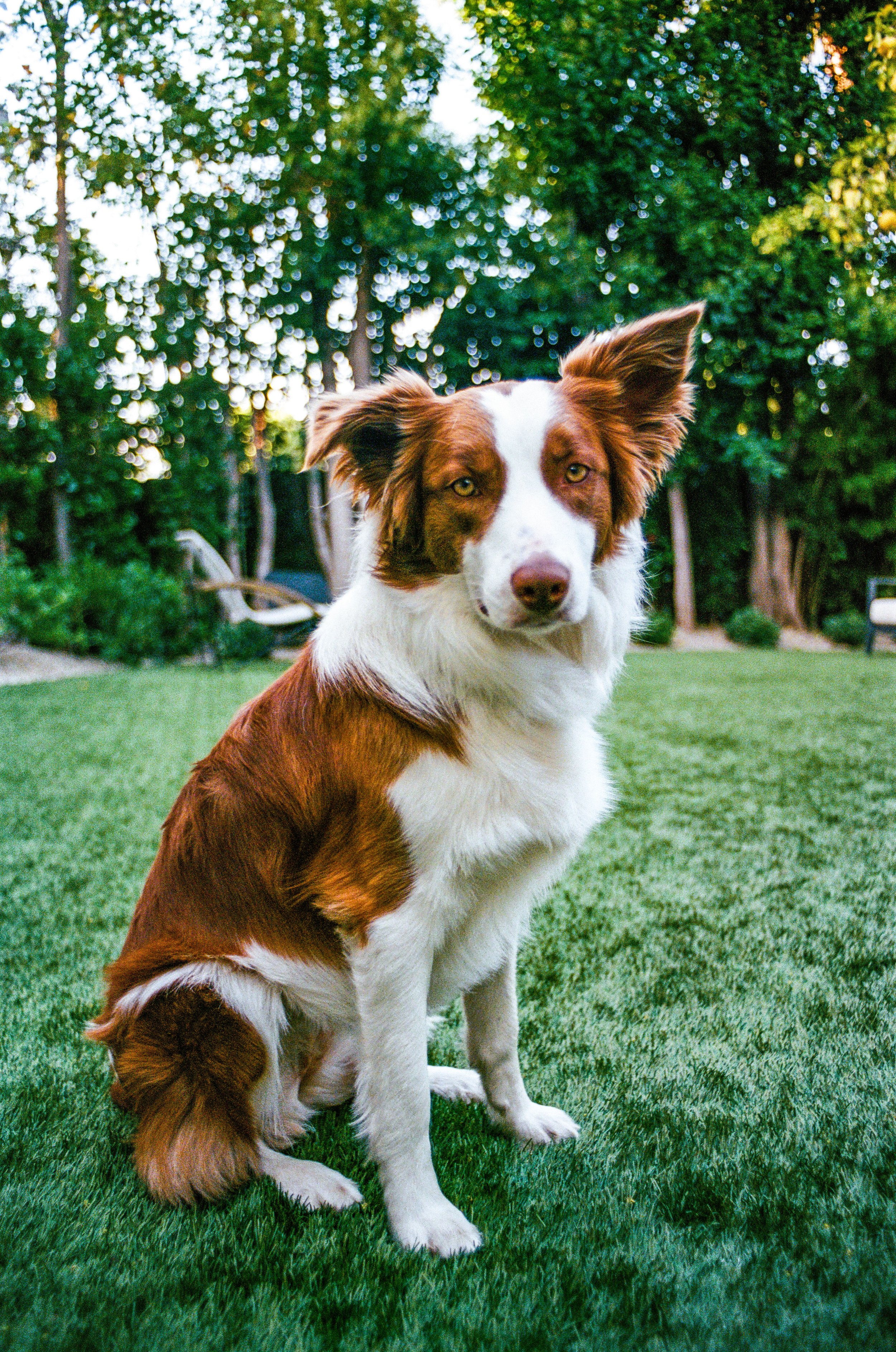 A brown and white Australian shepherd dog sitting on a well-manicured lawn in a backyard, with trees and a bench in the background on a sunny day.