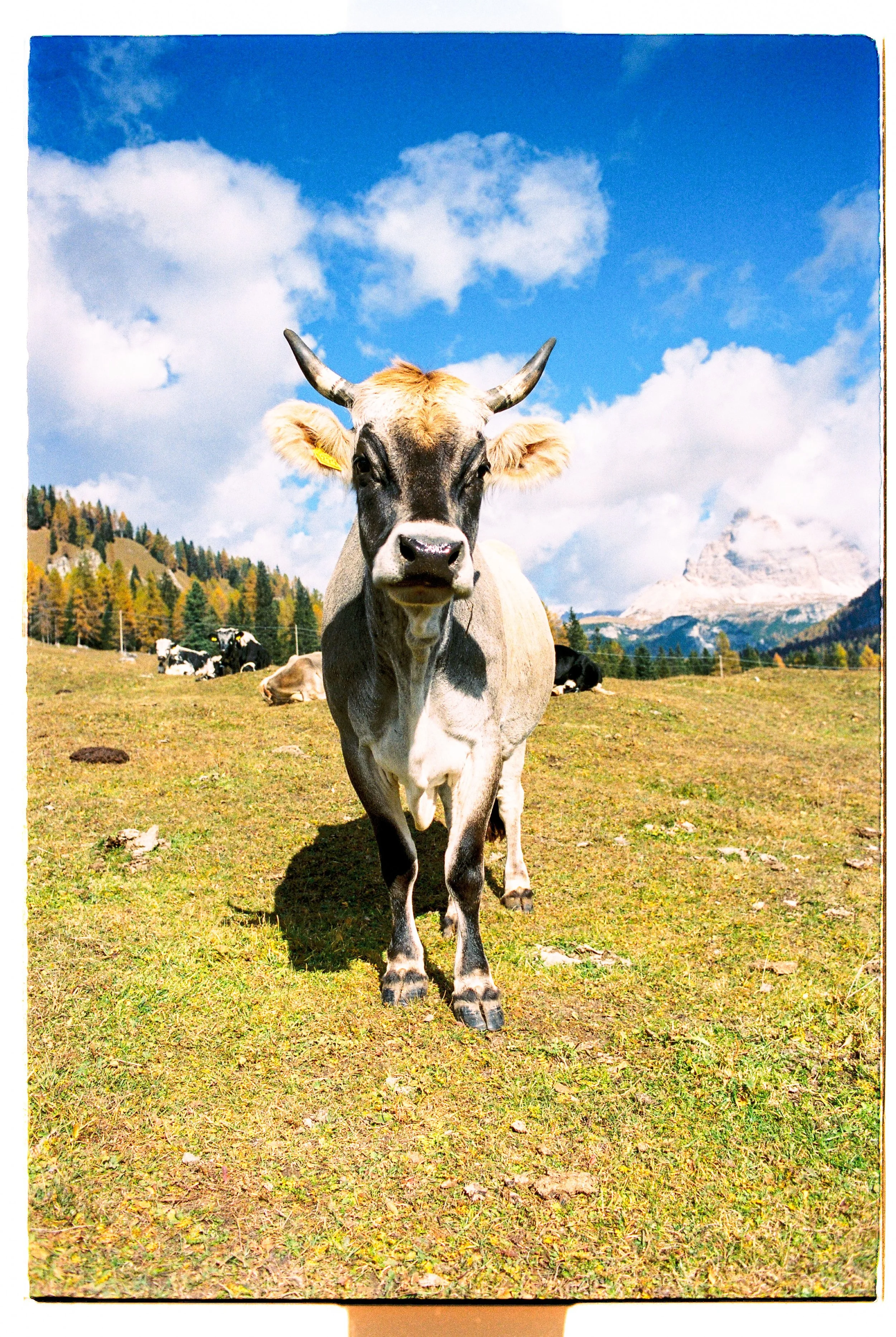 A close-up of a cow standing on a grassy field with other cows, mountains, trees, and a blue sky with clouds in the background.