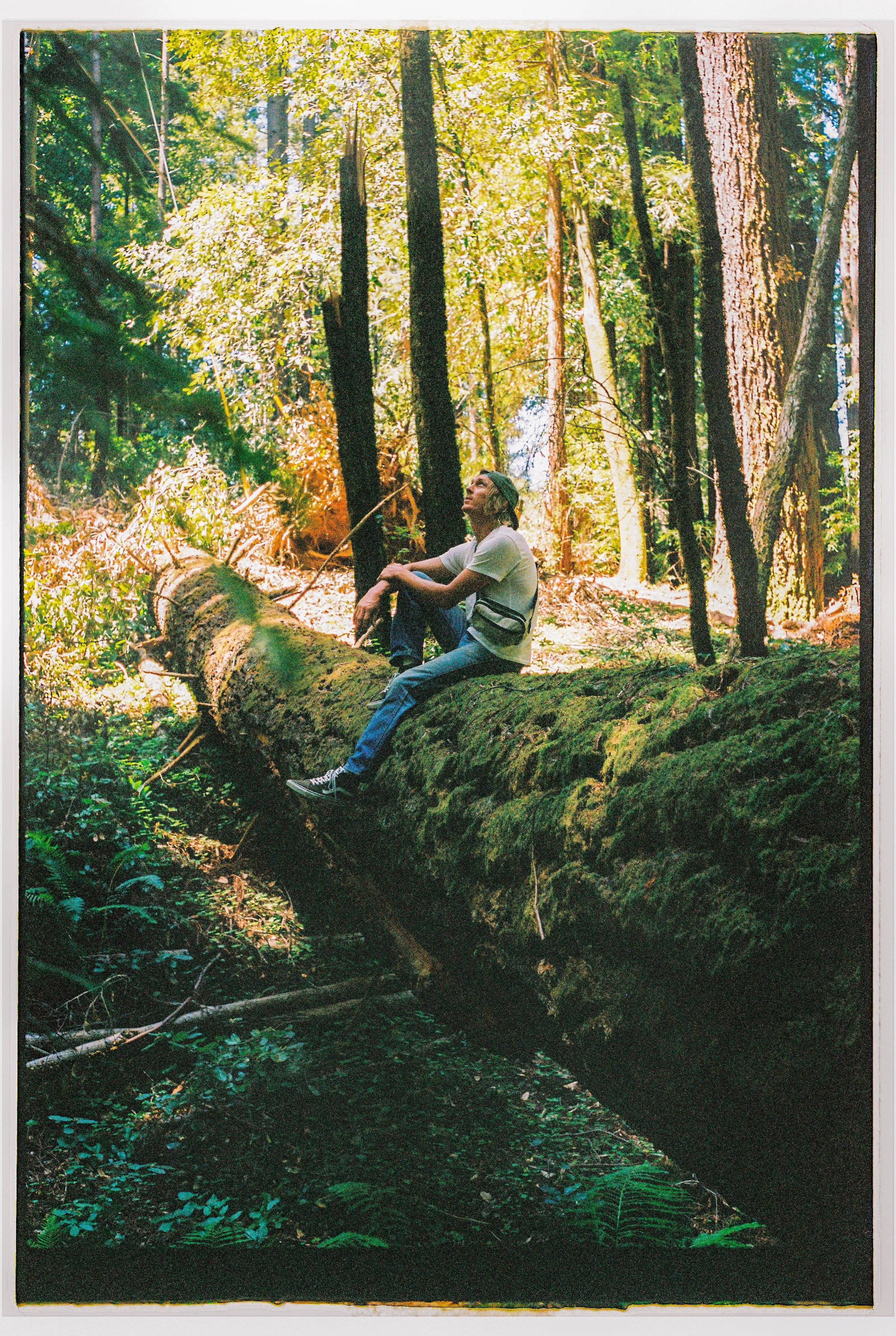 A person sitting on a fallen tree trunk in a lush, sunlit forest surrounded by tall trees and greenery.