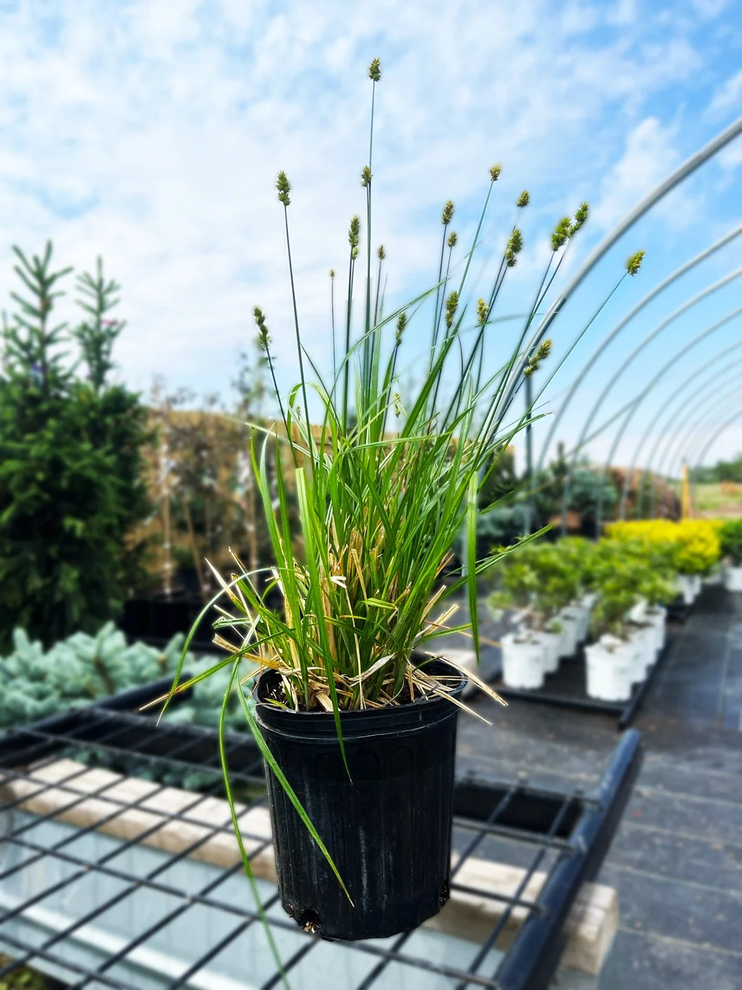 Awlfruit-Sedge1.jpg