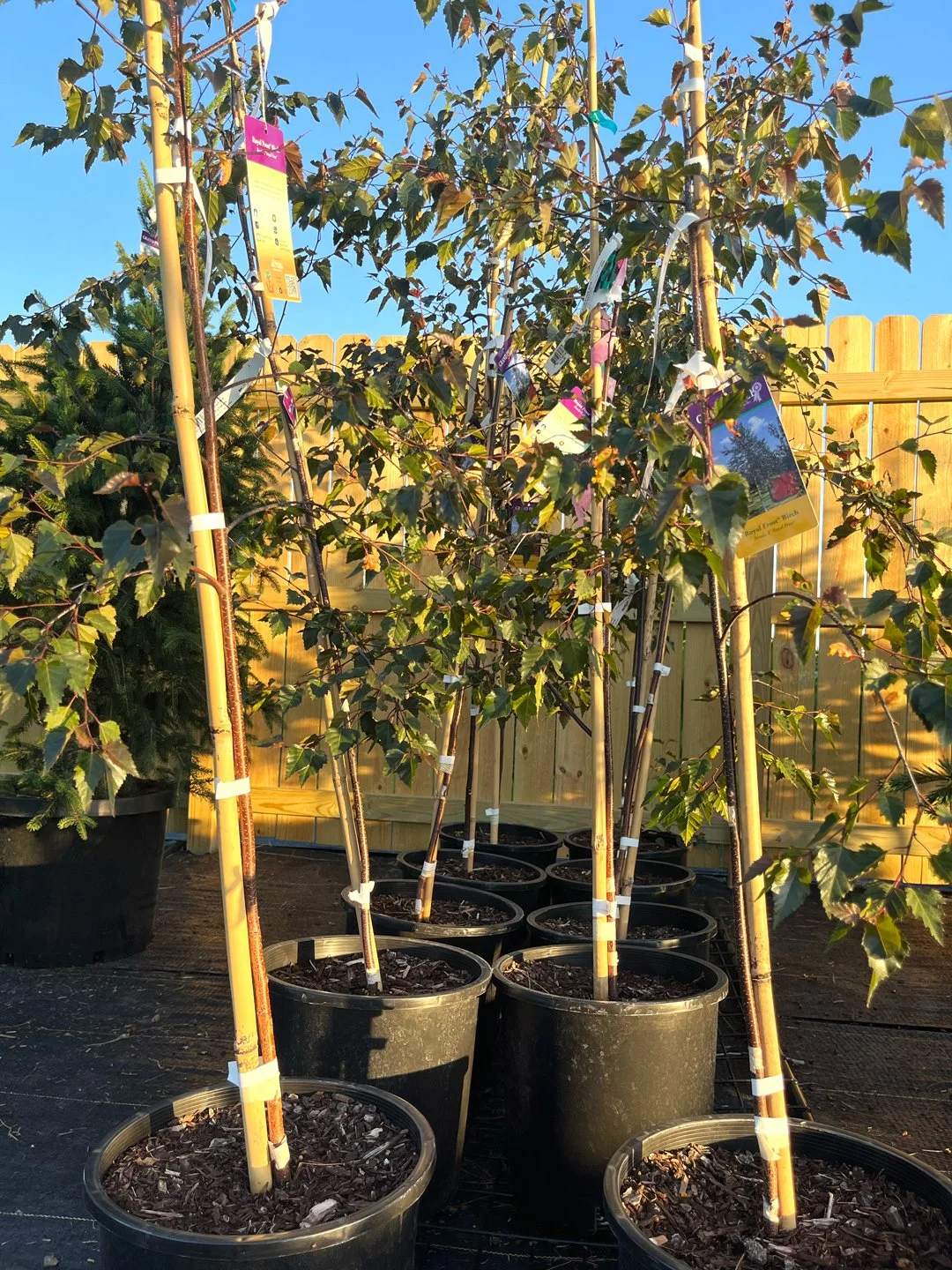 Royal Frost® Birch