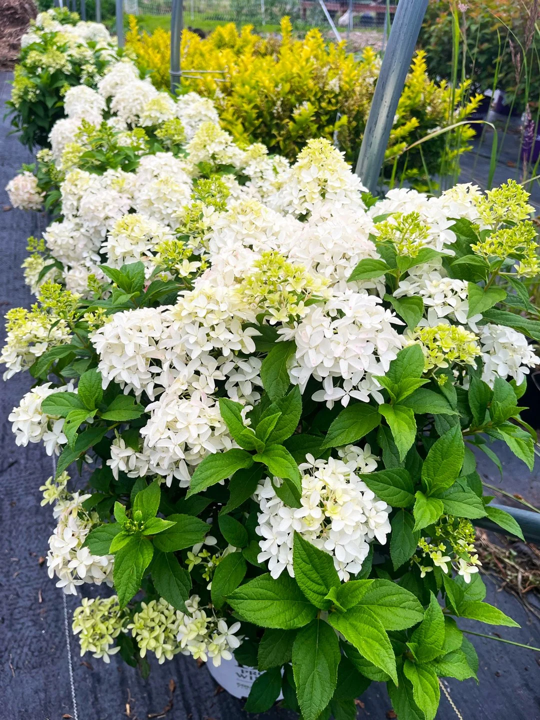 Quick Fire Fab® Hydrangea