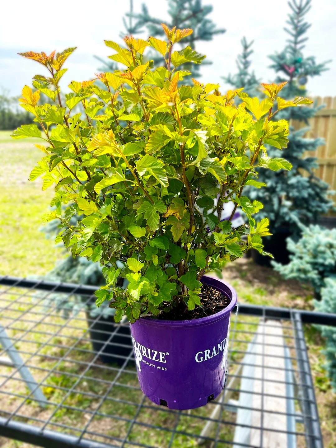 Amber Jubilee® Ninebark