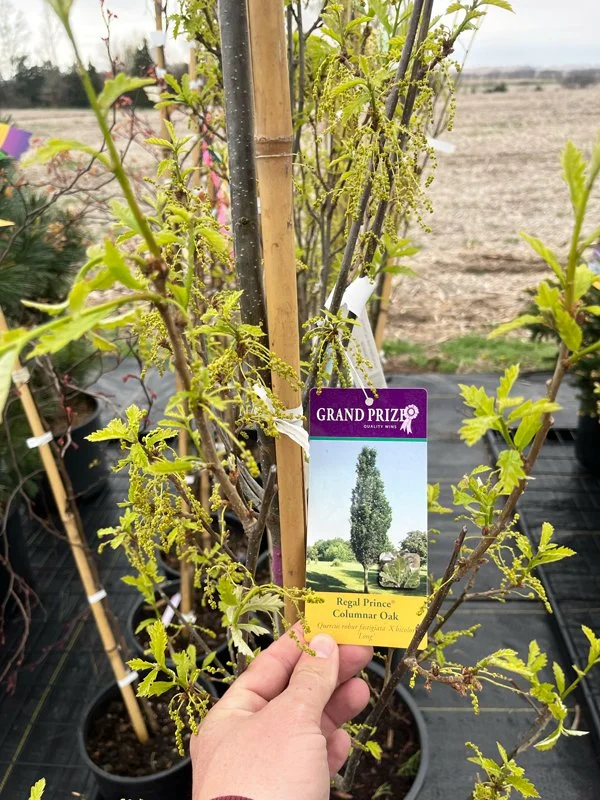 Regal Prince® Columnar Oak