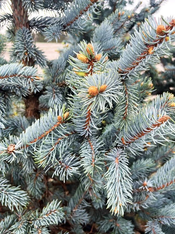 BA-HoopsiiSpruce2.jpg