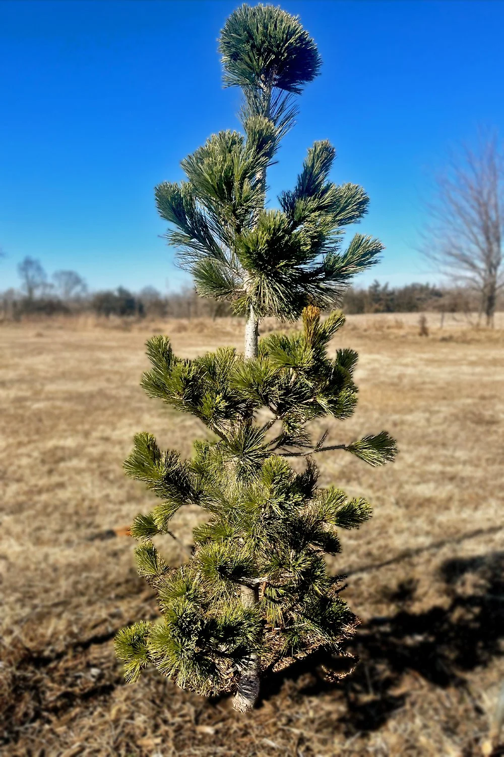 Vanderwolf Pine