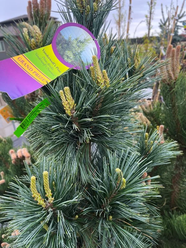 BA-VanderwolfPine.jpg